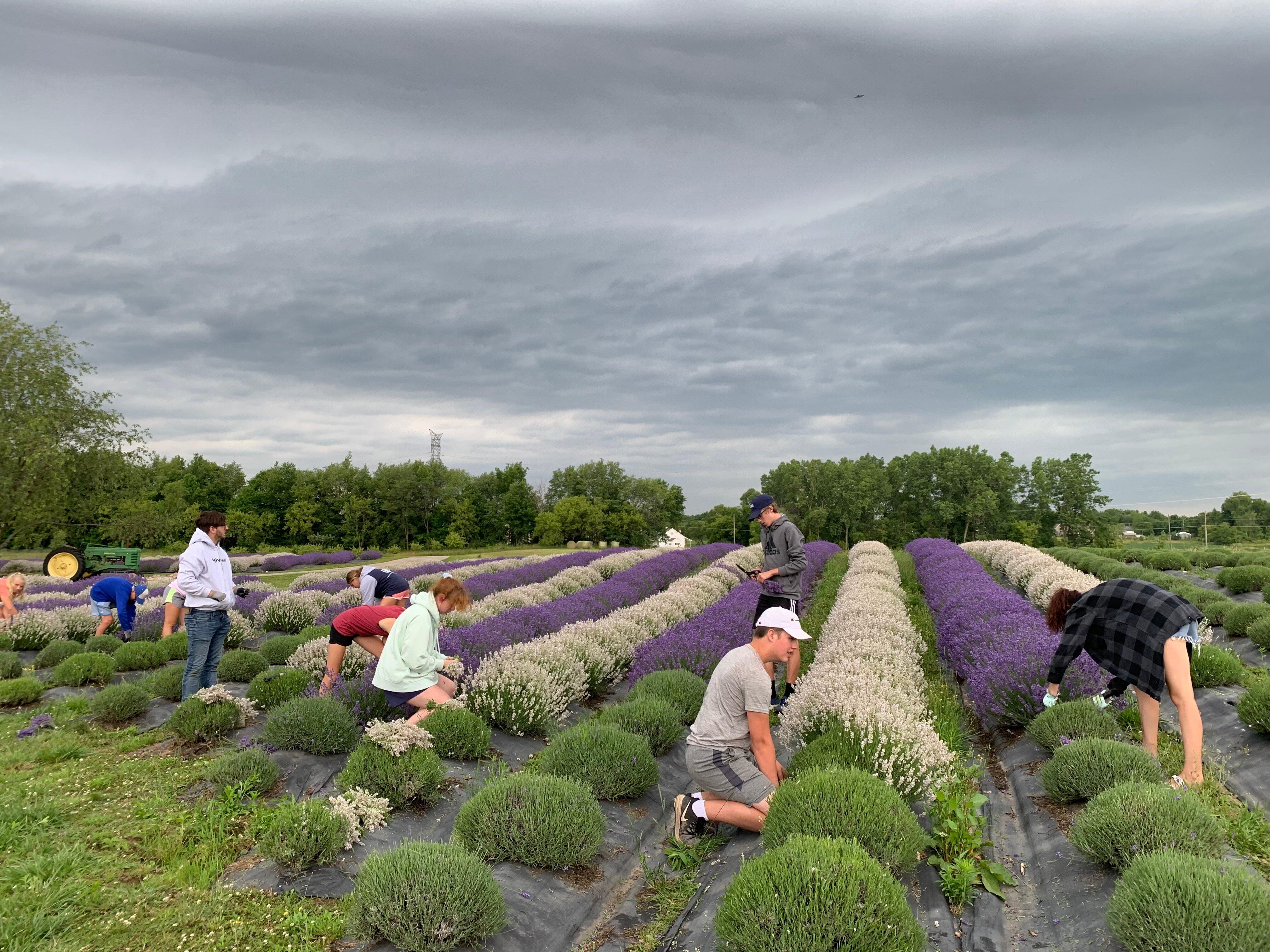 Lavender Life Company