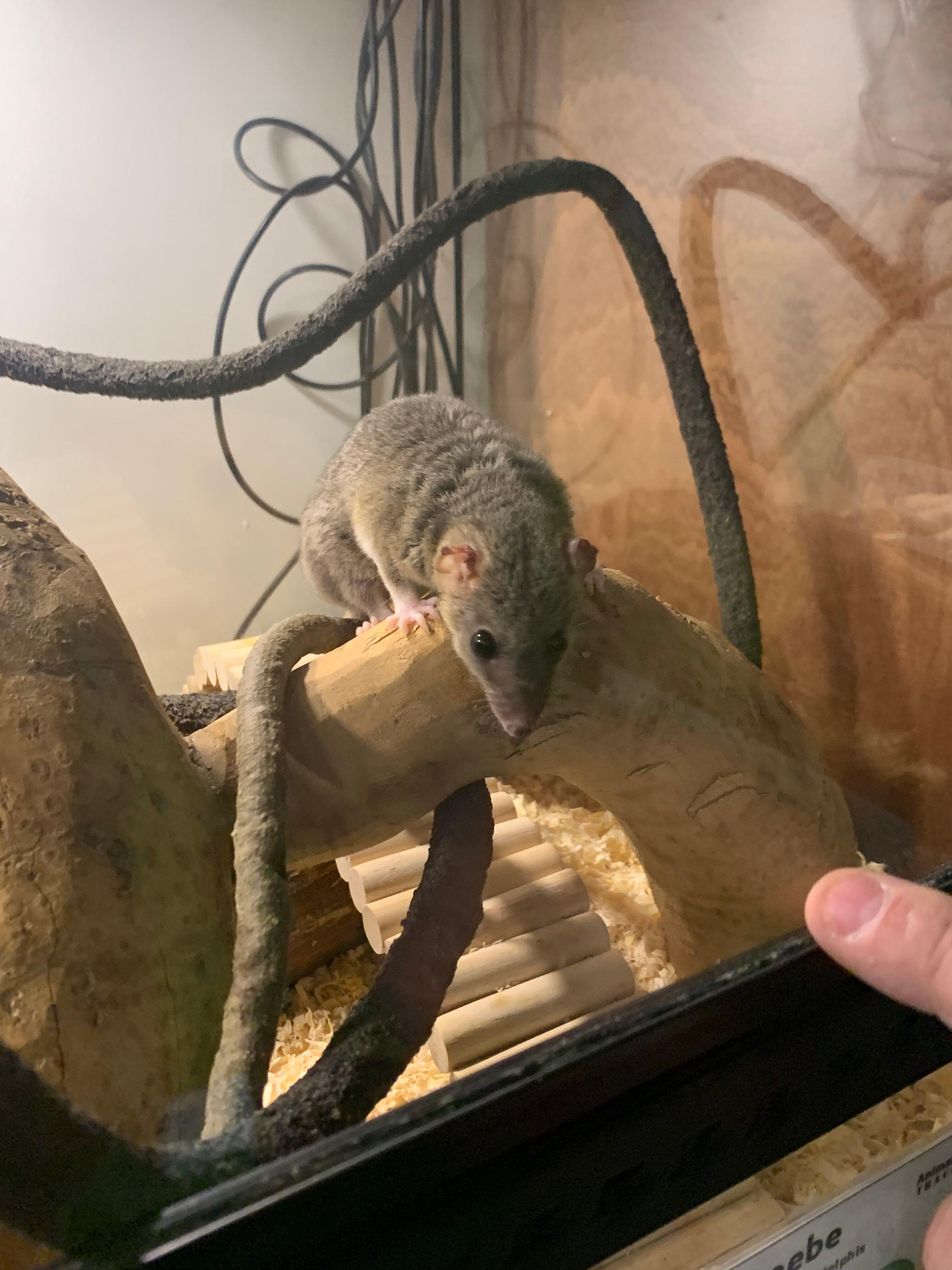 Animalistic Encounters