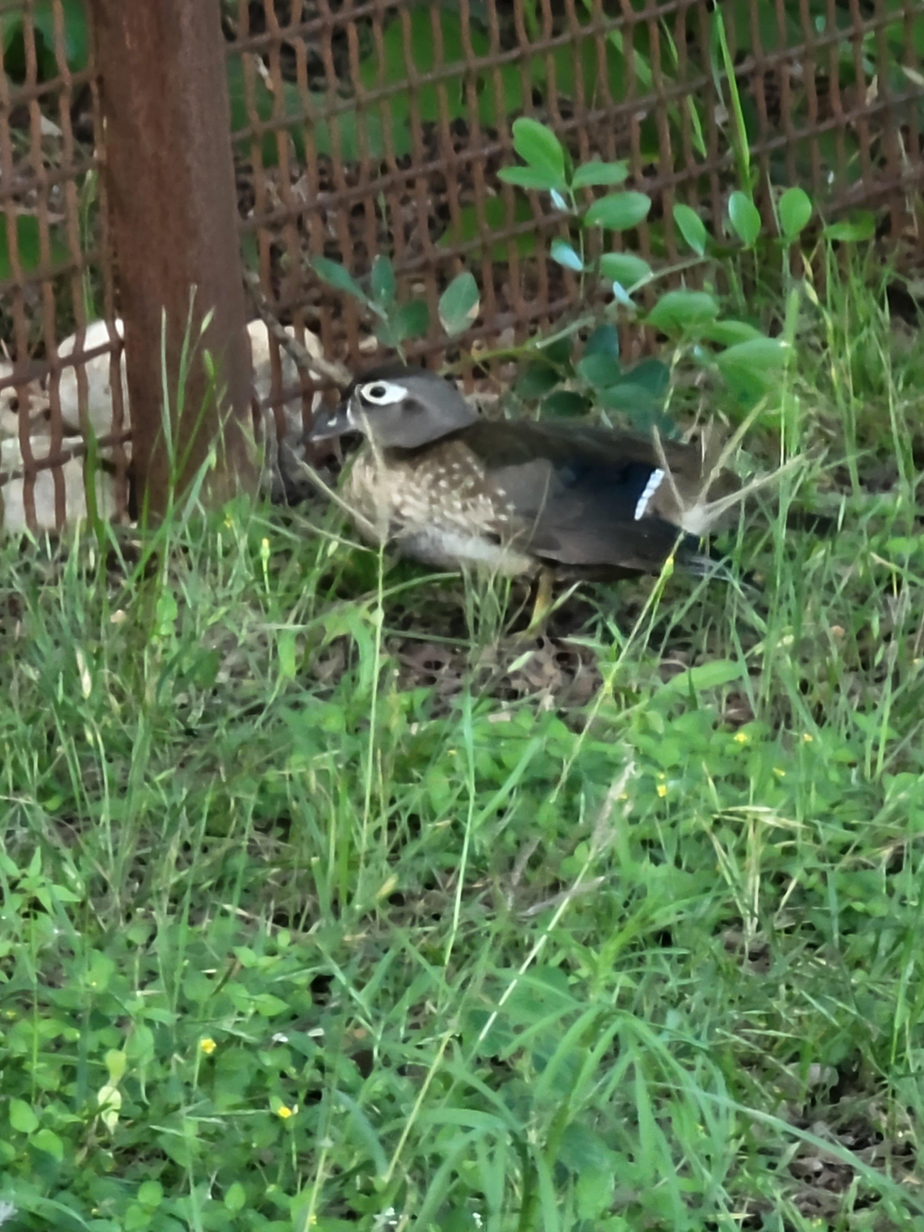 Headwaters at the Comal