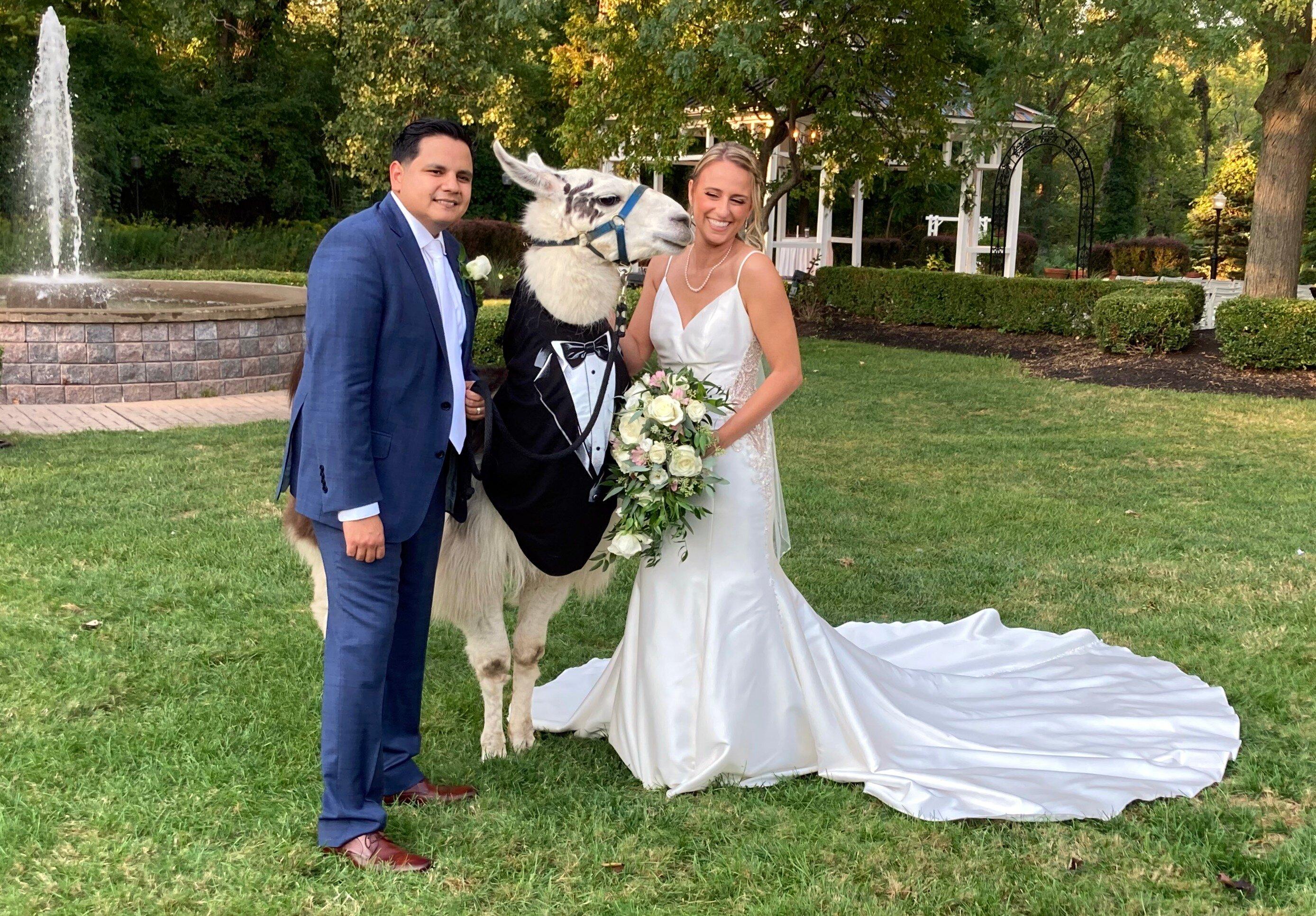 Llama Adventures At Buffalo Creek Llamas