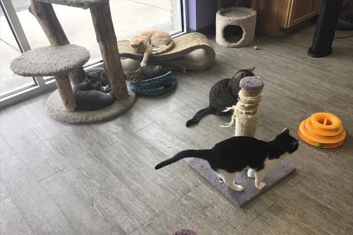 Animal House Pet Supplies