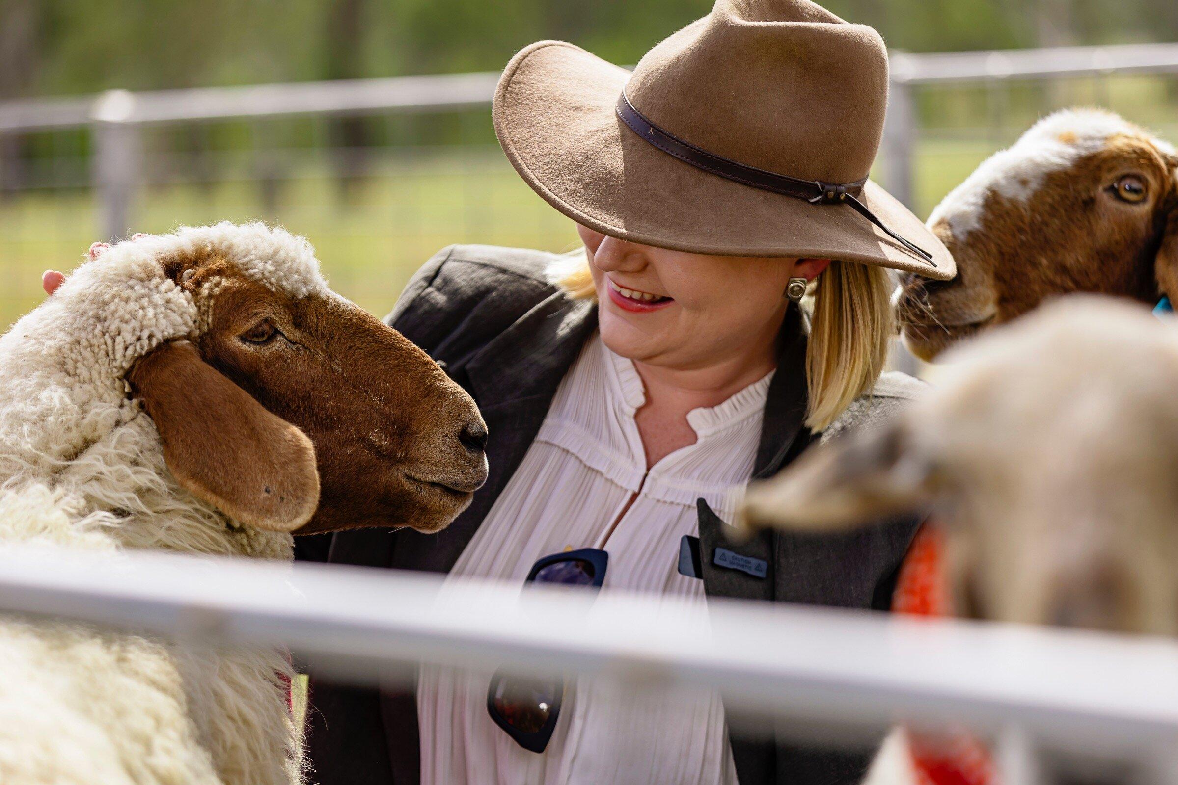 Towri Sheep Cheeses Open Farm