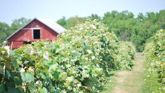 Ardon Creek Vineyard and Winery