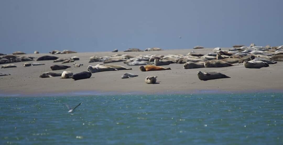 Visite En Baie De Somme