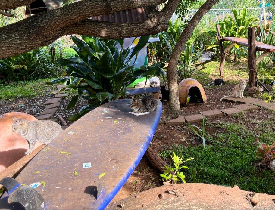 Surf Cat Ranch - Maui Cat Sanctuary