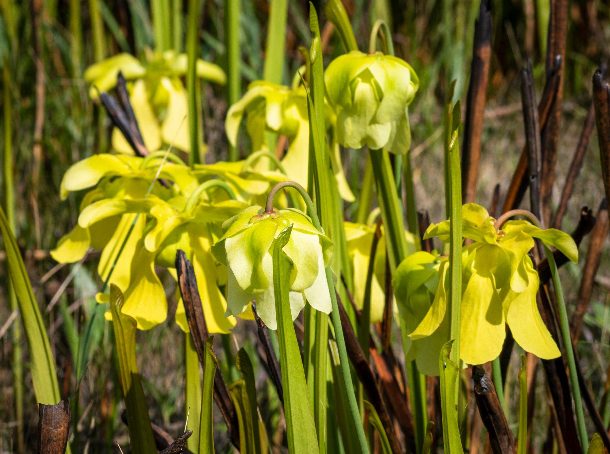 Photo by Chrisinkingwood2