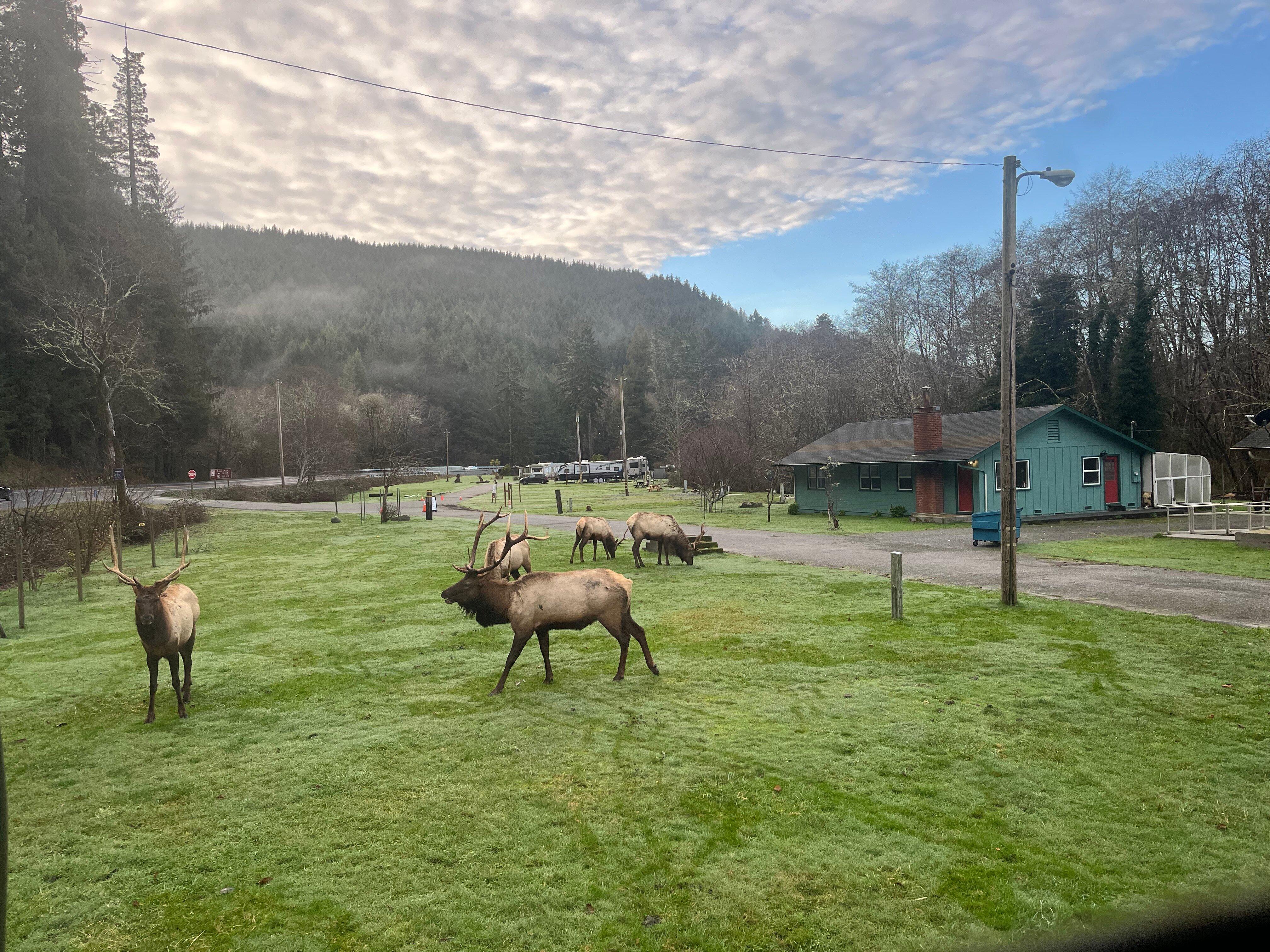 Heart Of The Redwoods Cottages & RV