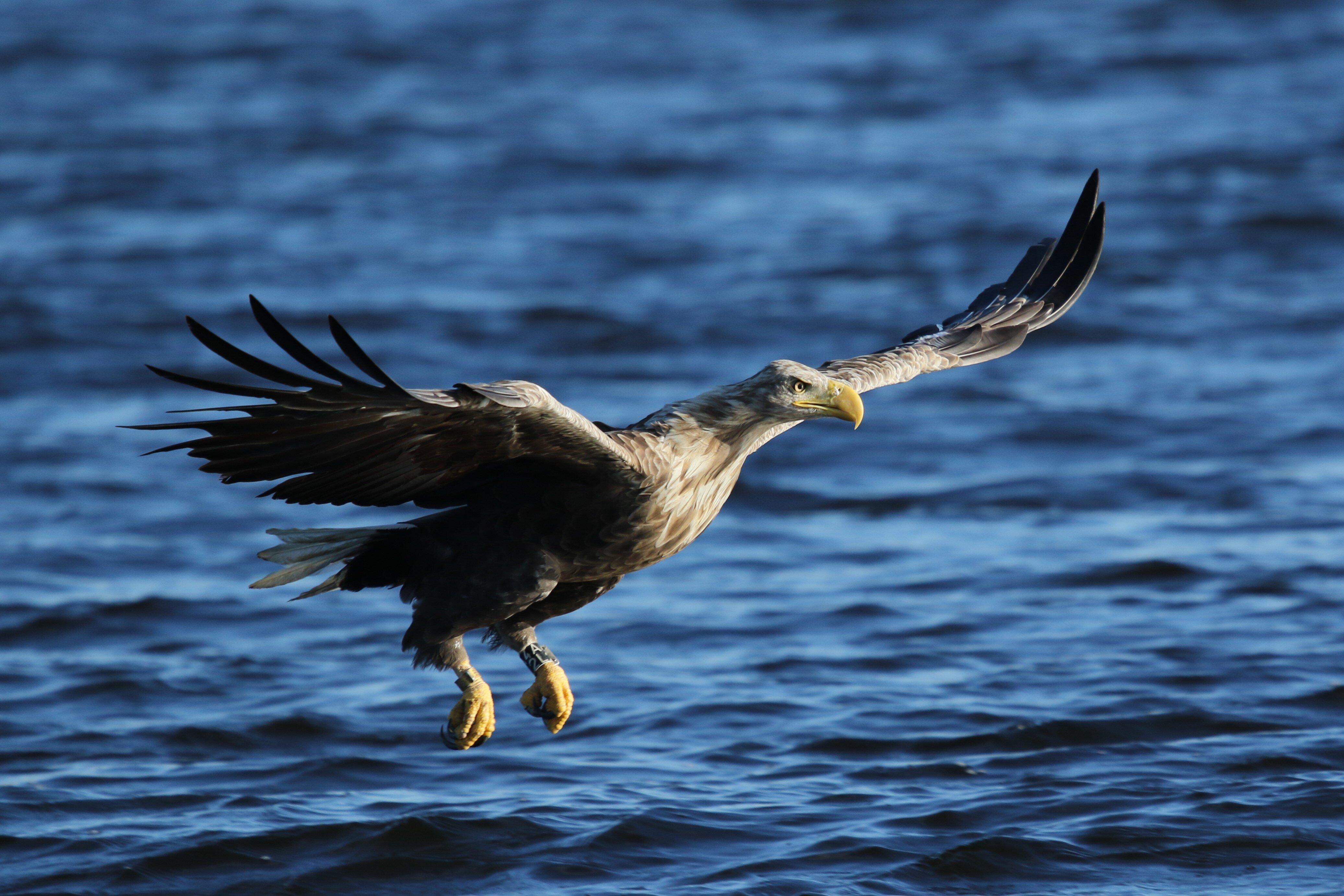 Fotołowy - Orły z Bliska (Eagles of the Oder Delta )