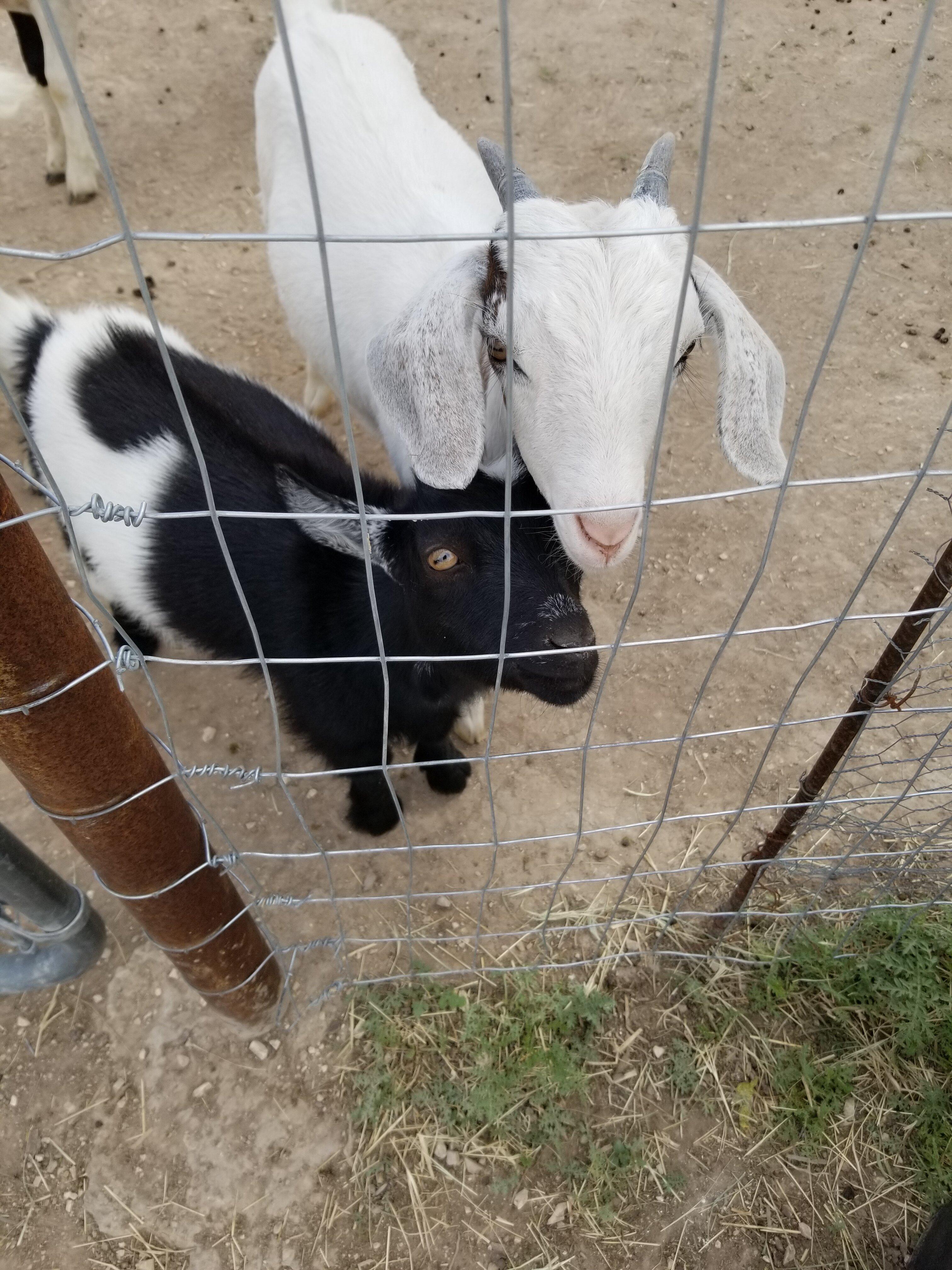 Petting Farm at Ranchito Los Hermanos