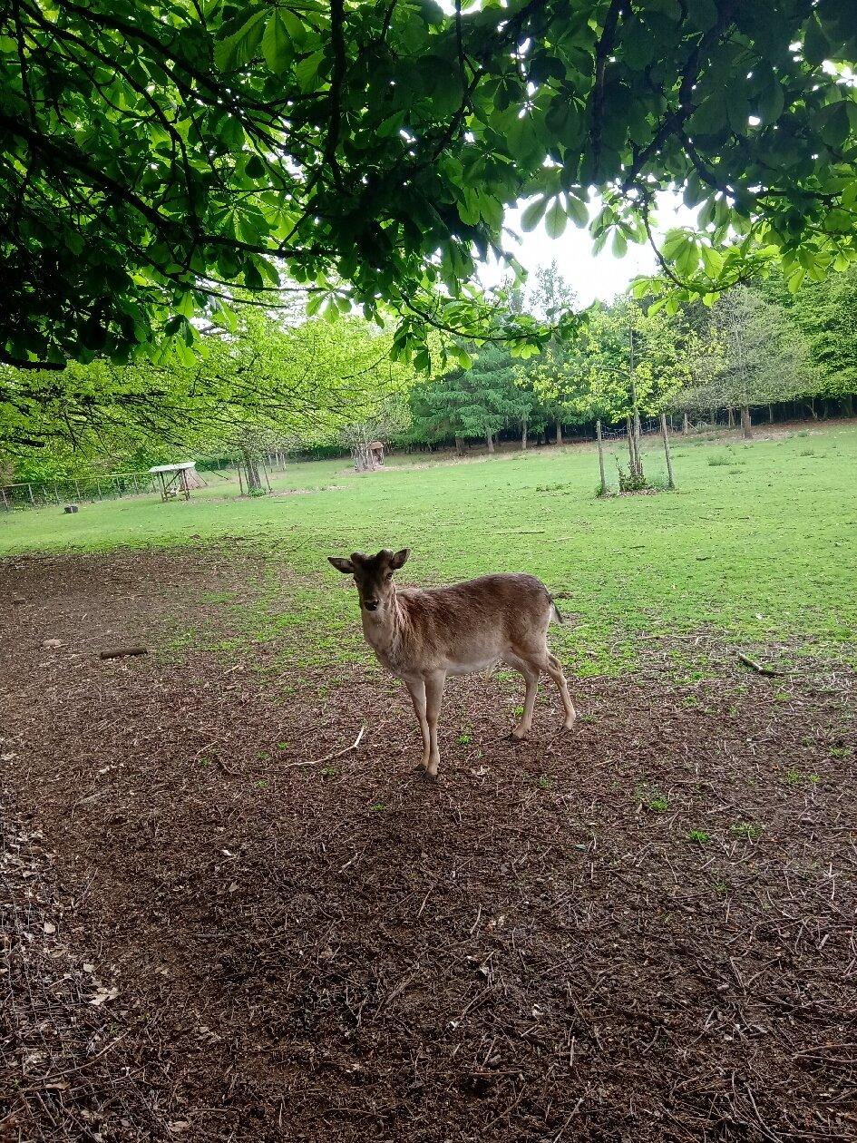 Wild- und Wanderpark