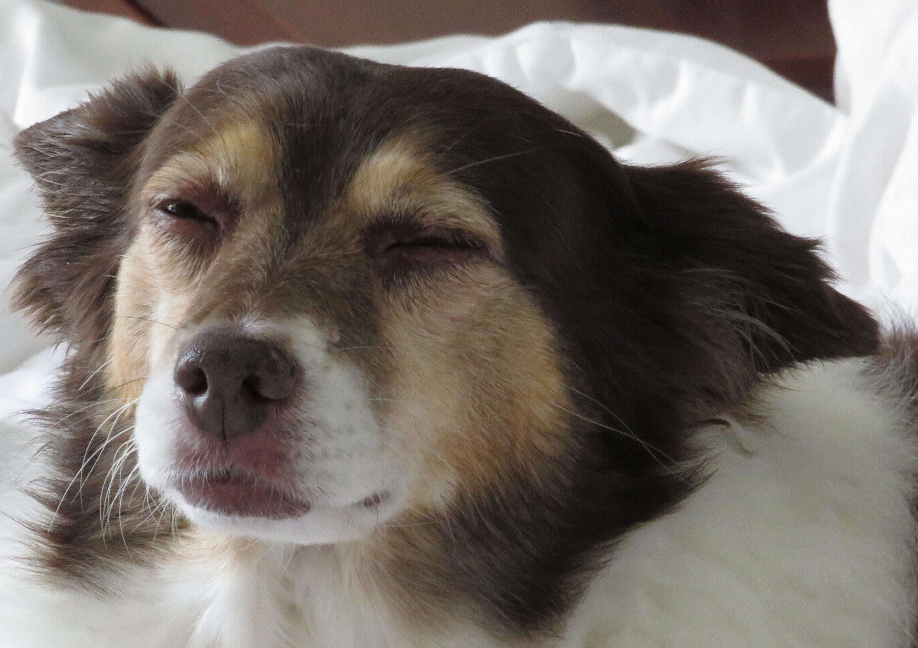 Wild Side Smoke Shop