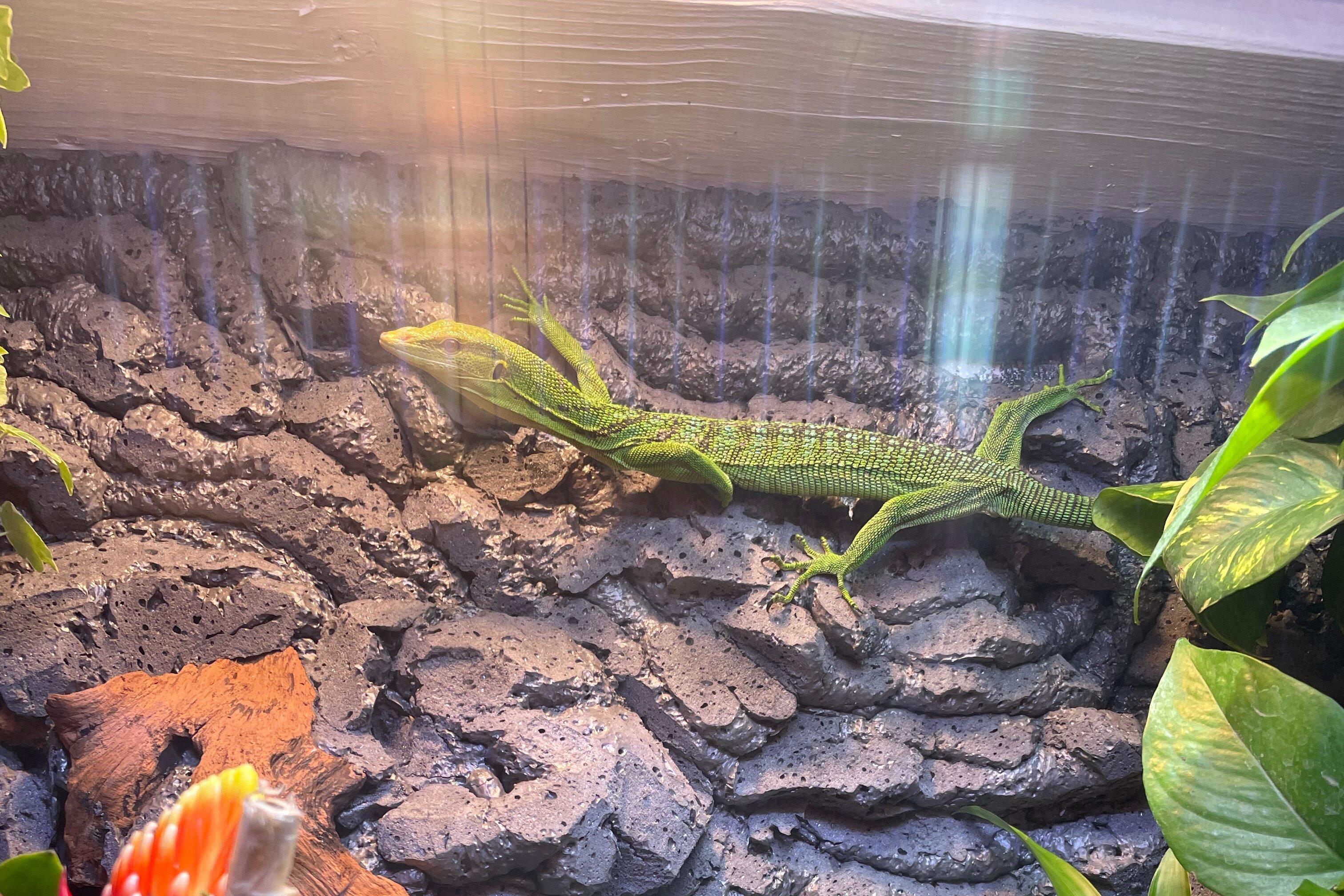 Alligator & Wildlife Discovery Center