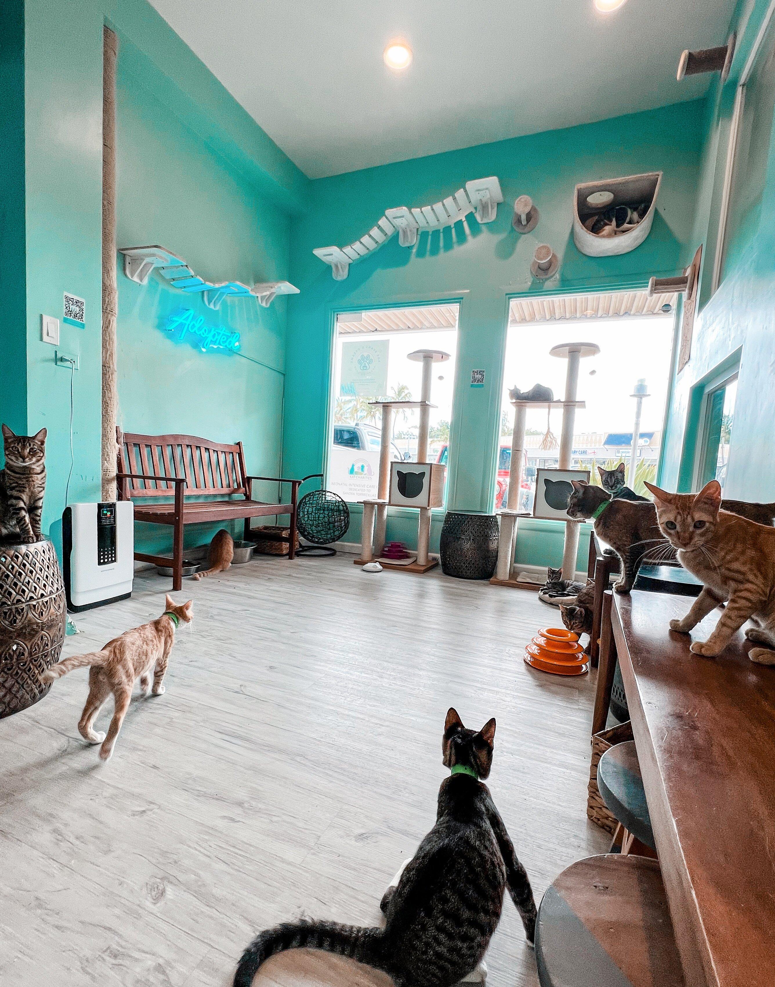 Toe Beans & Dreams Adoption Cafe