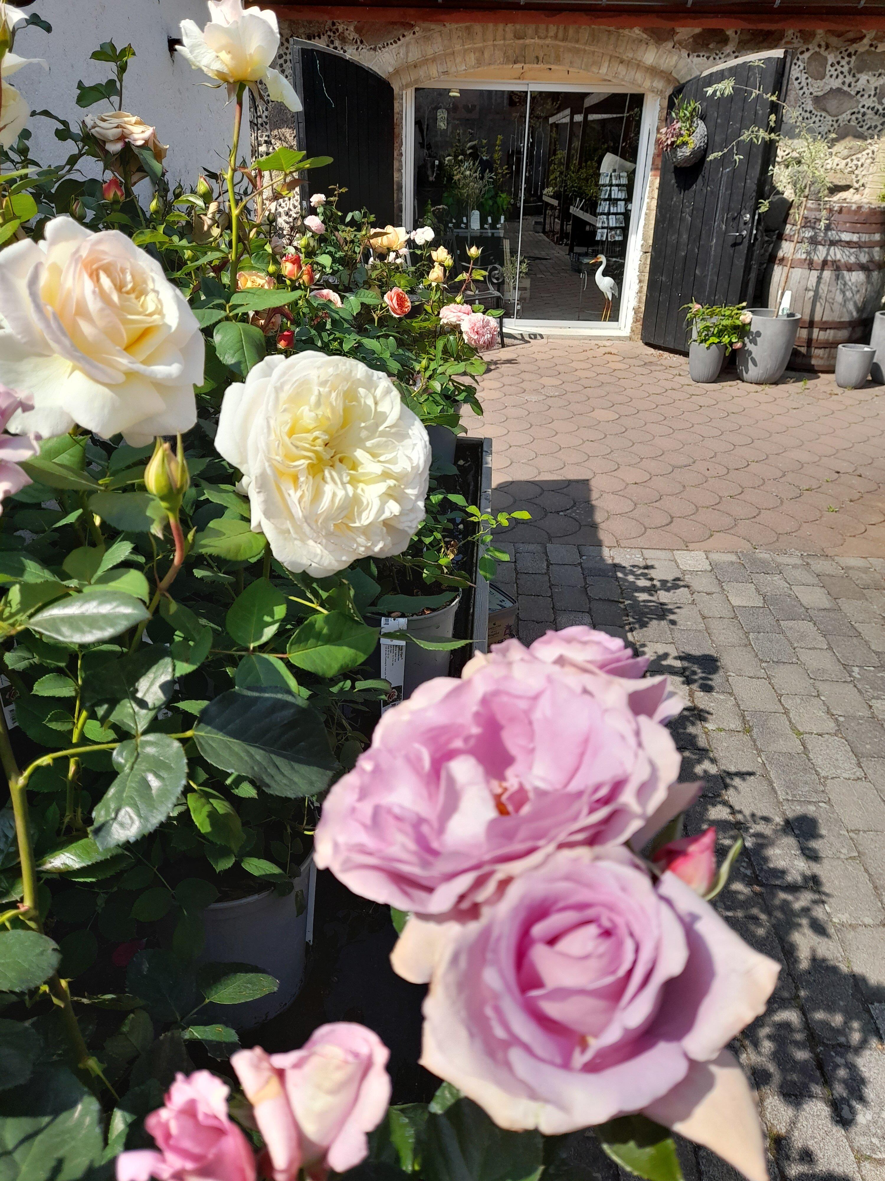 Slottsmagnolian på Övedskloster