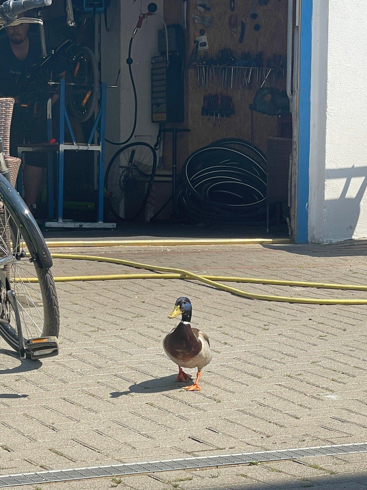 Harry Hurtig Fahrradverleih