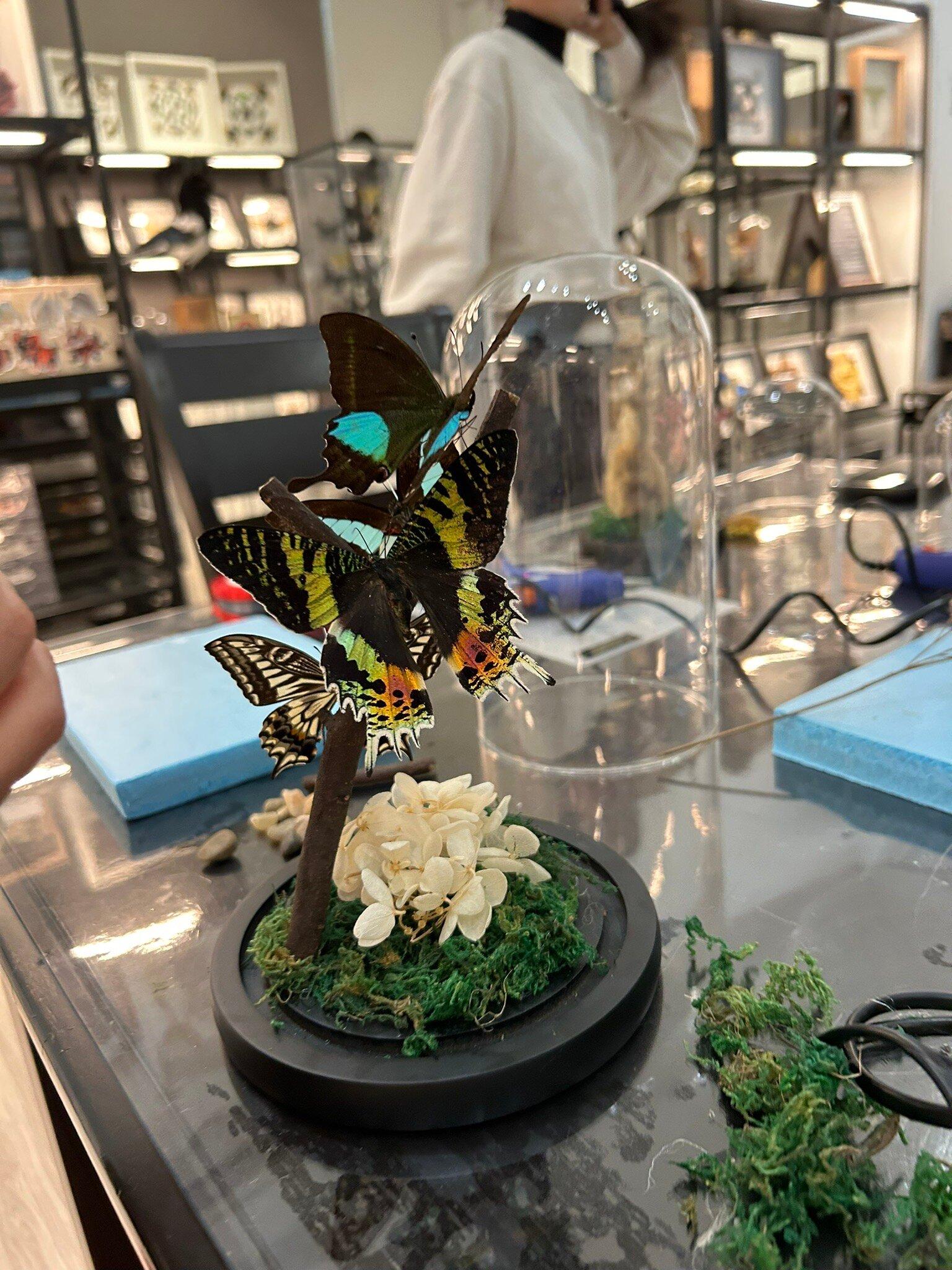 Black Crow Taxidermy & Art