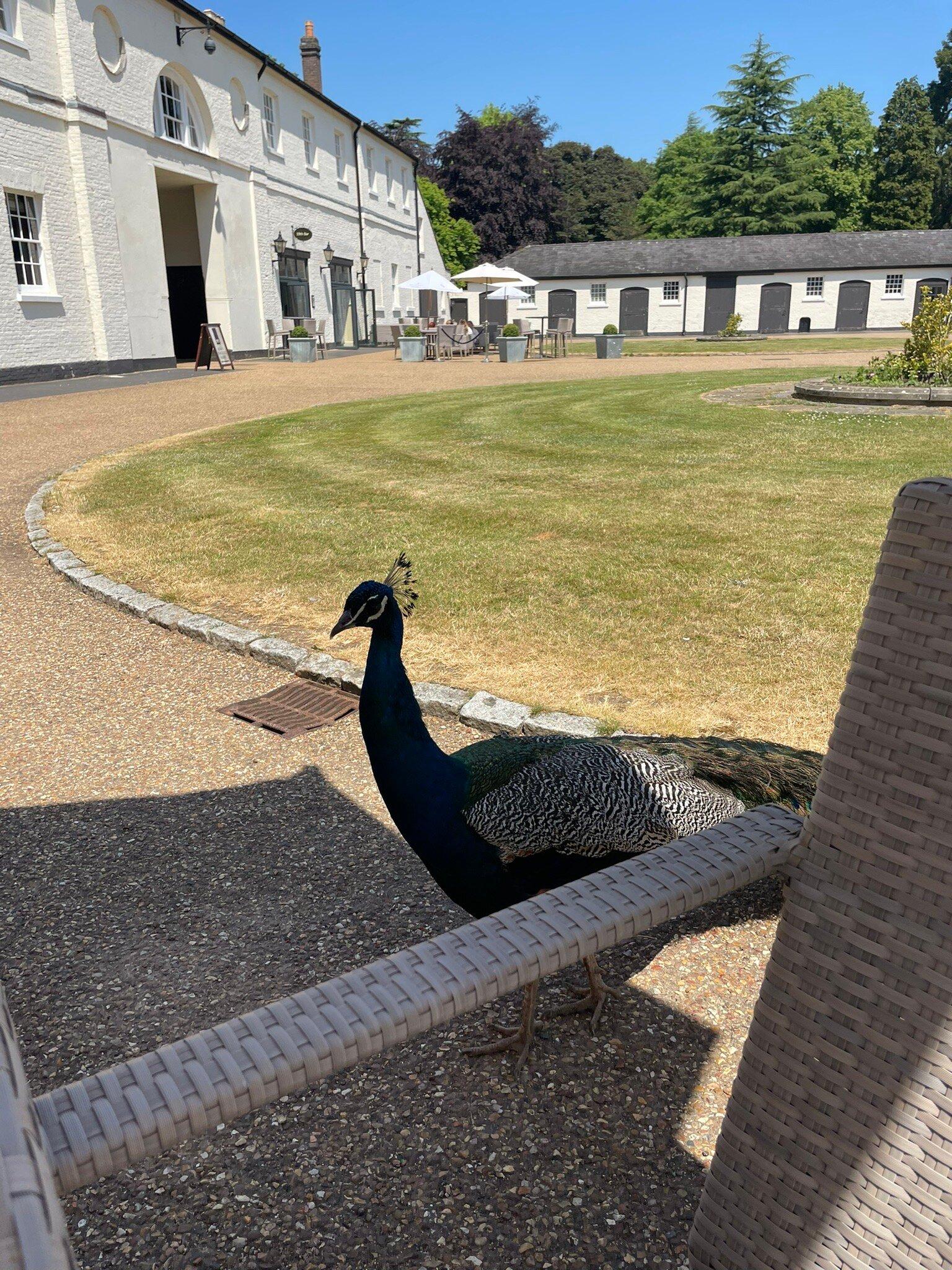 Luton Hoo Golf Course