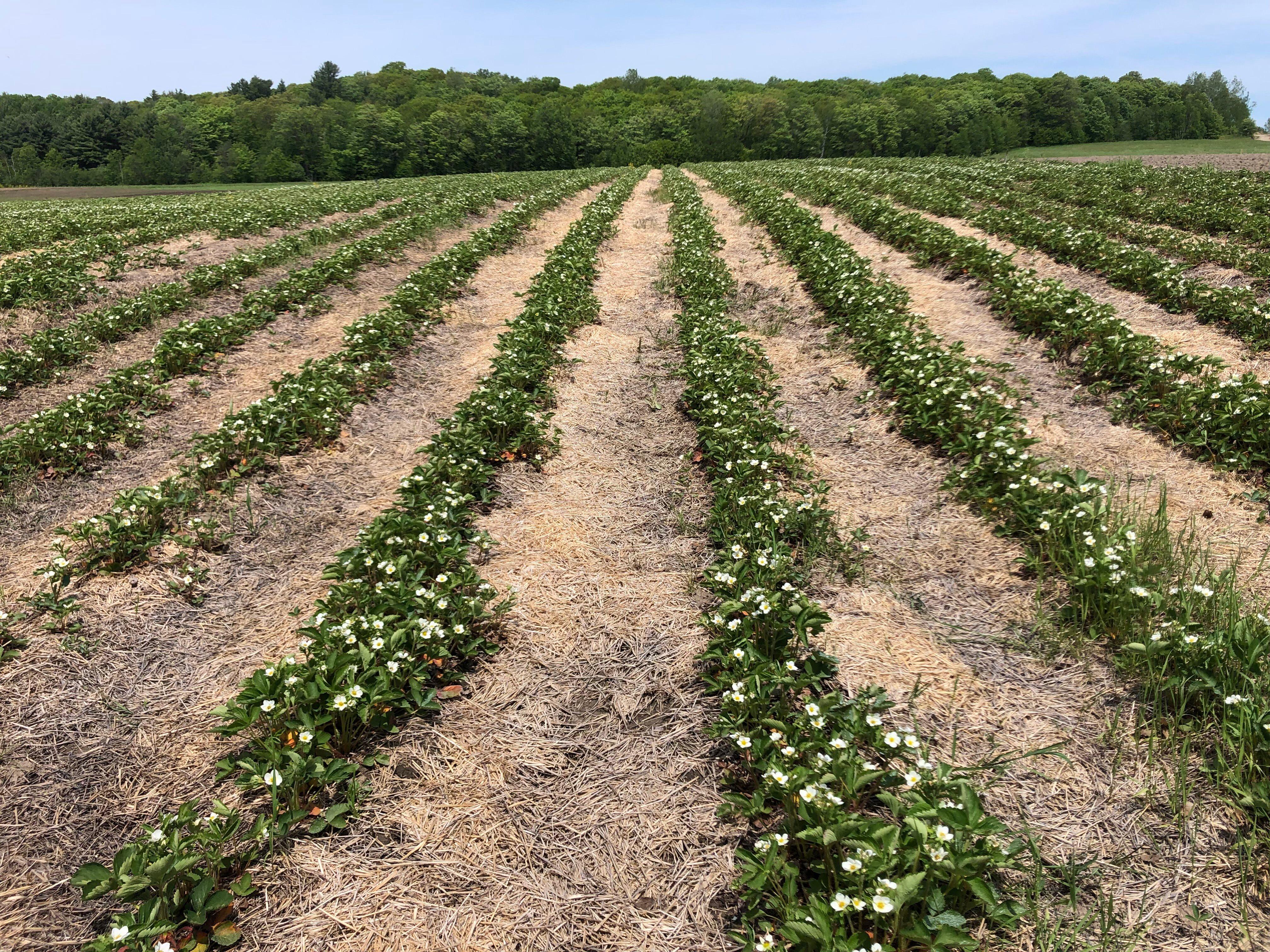 Taylor Strawberry Farm