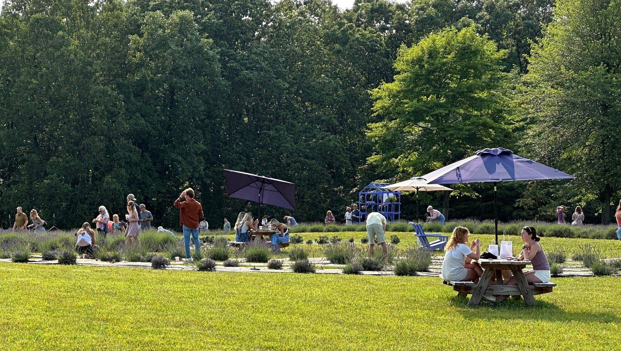 Lookout Lavender Farm