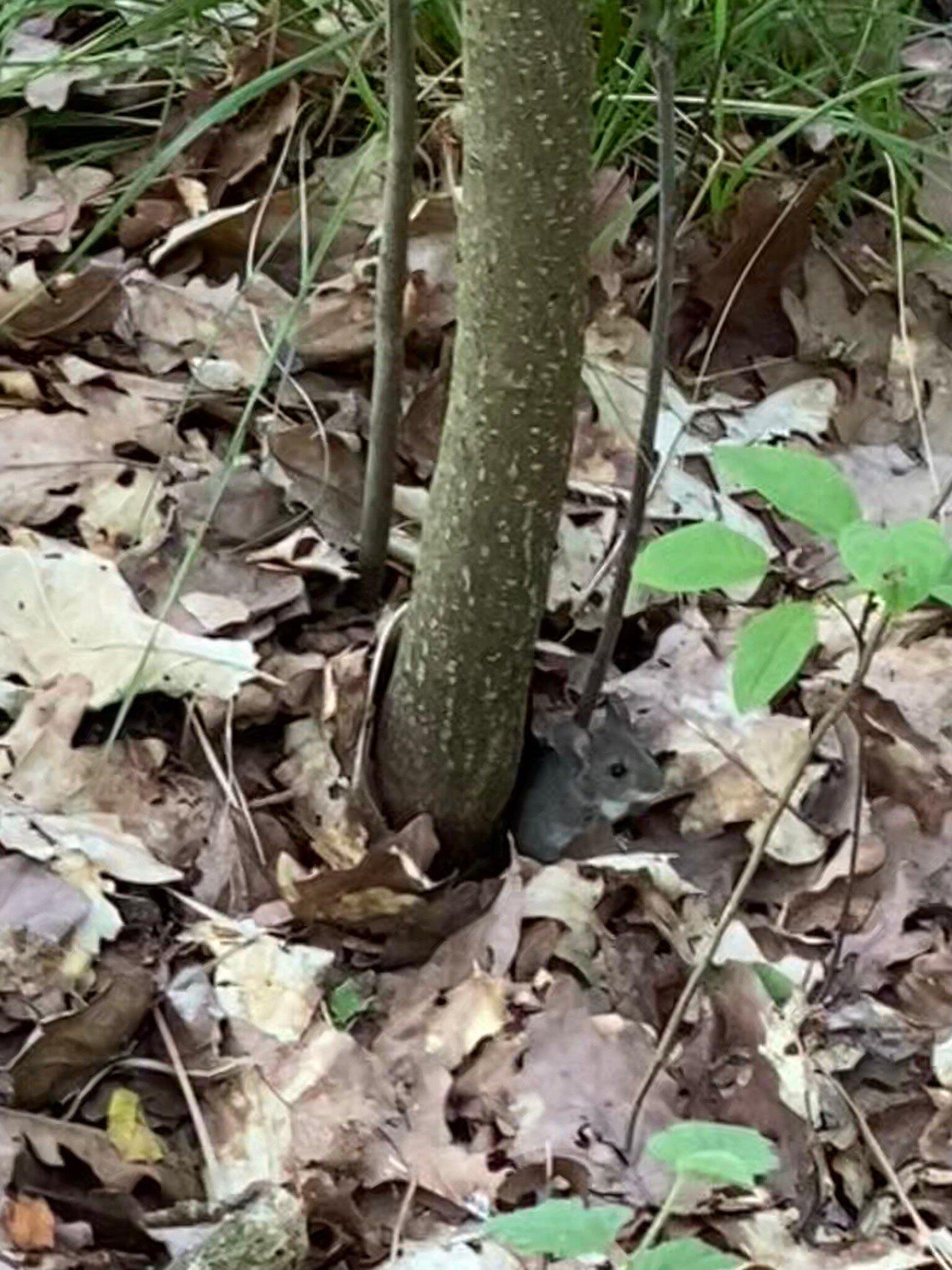 Den Treek Henschoten