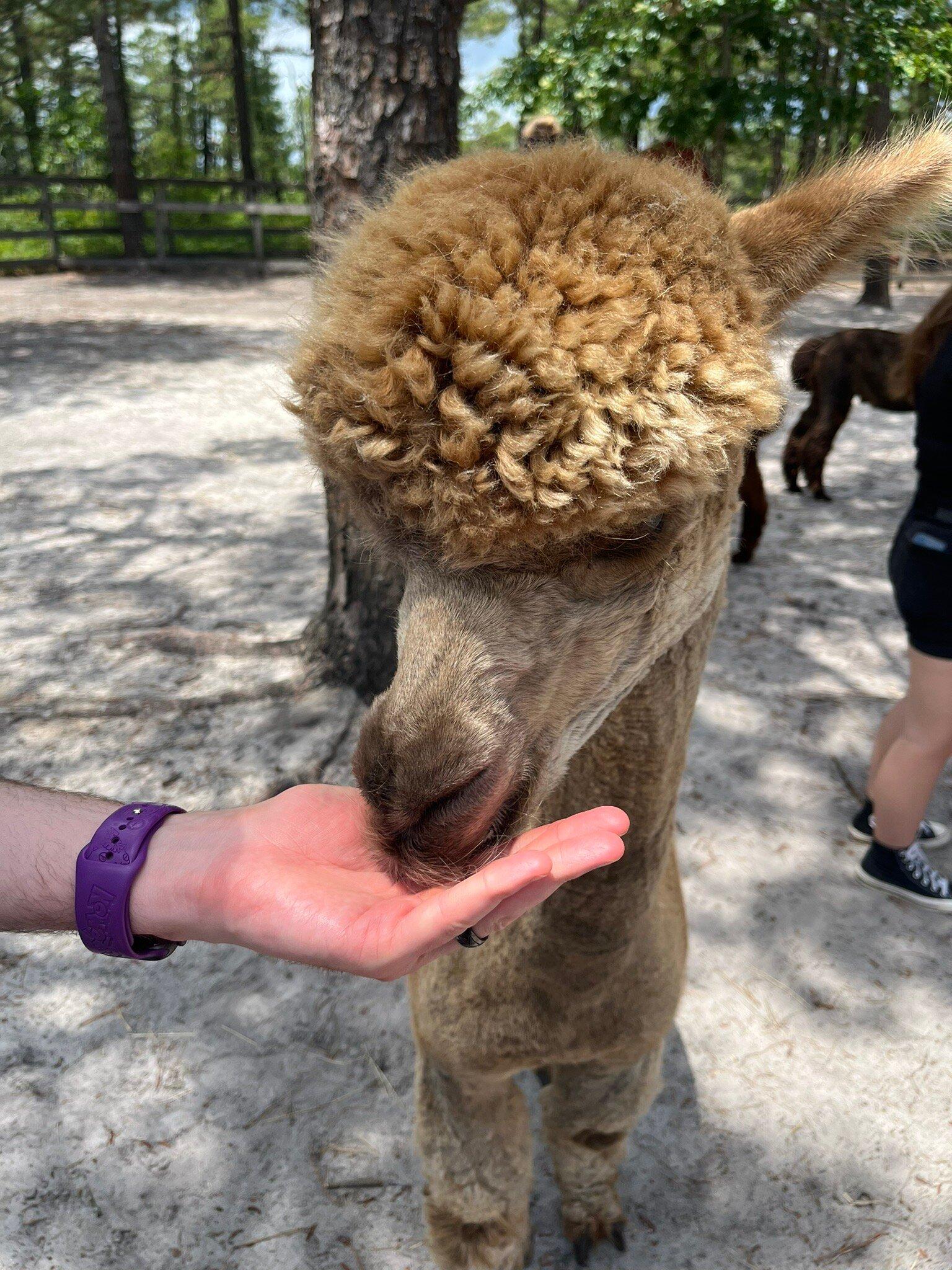 Out Of Sight Alpacas
