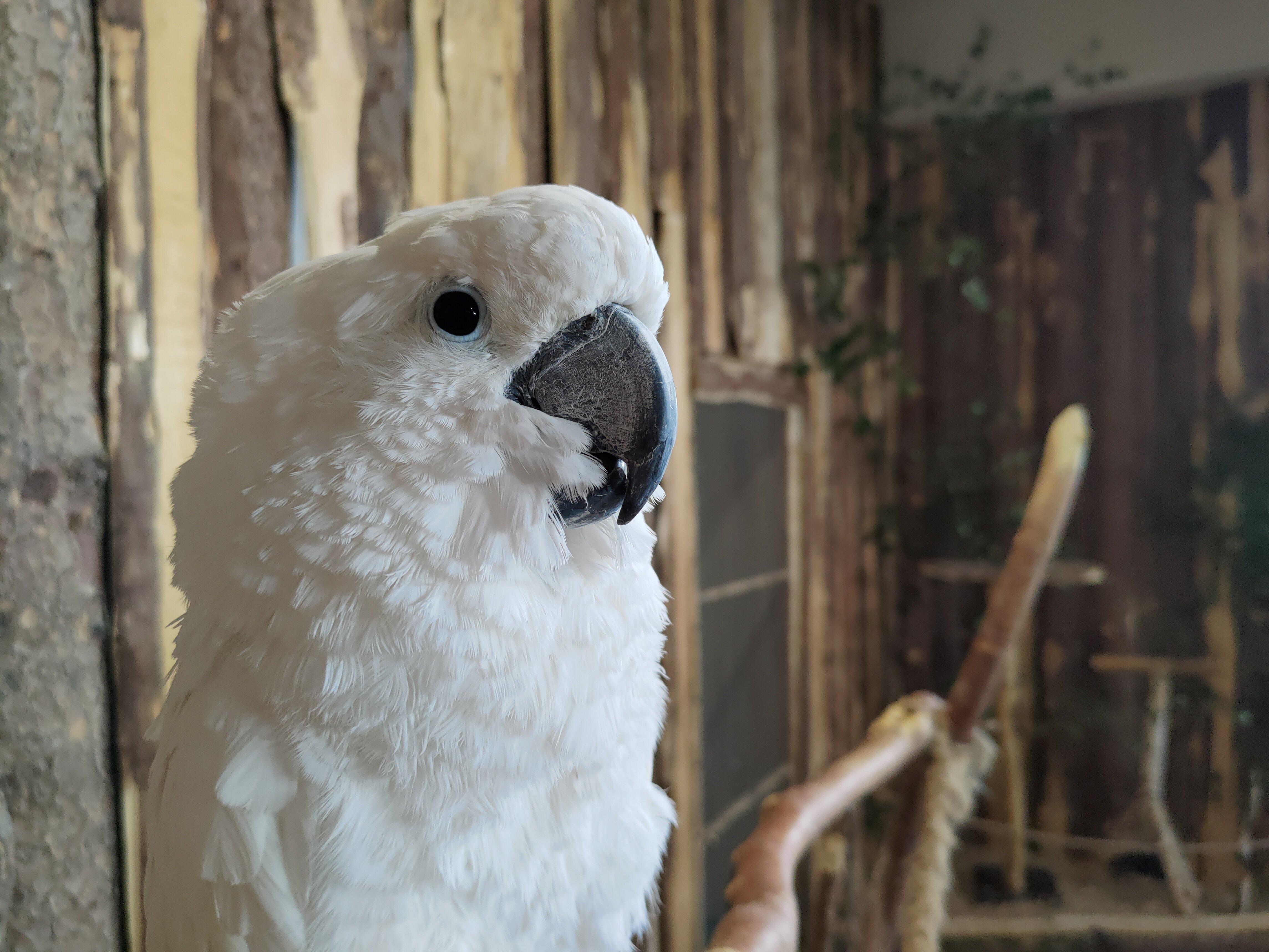 Moja Mała Papugarnia