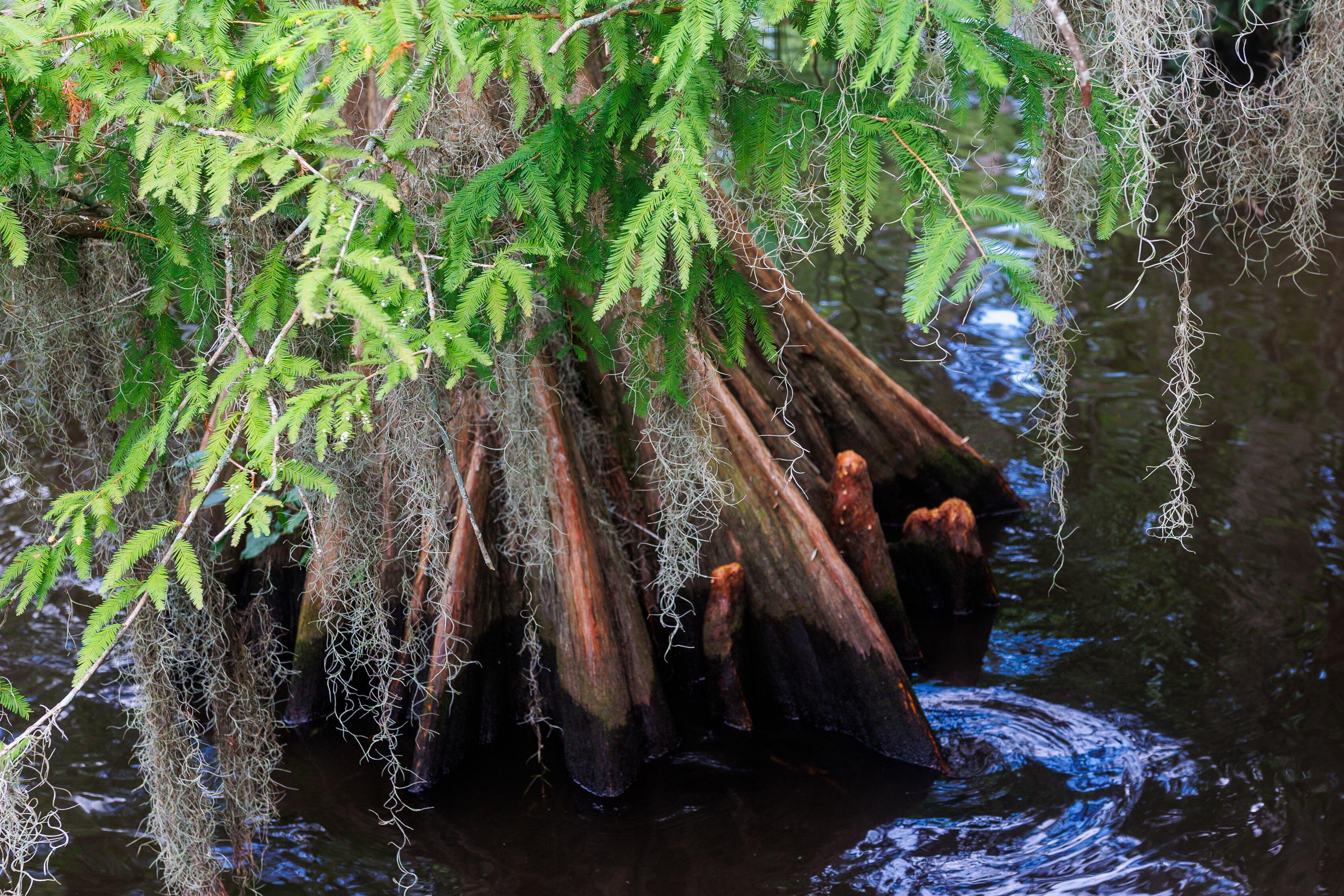 Lake Bruin State Park