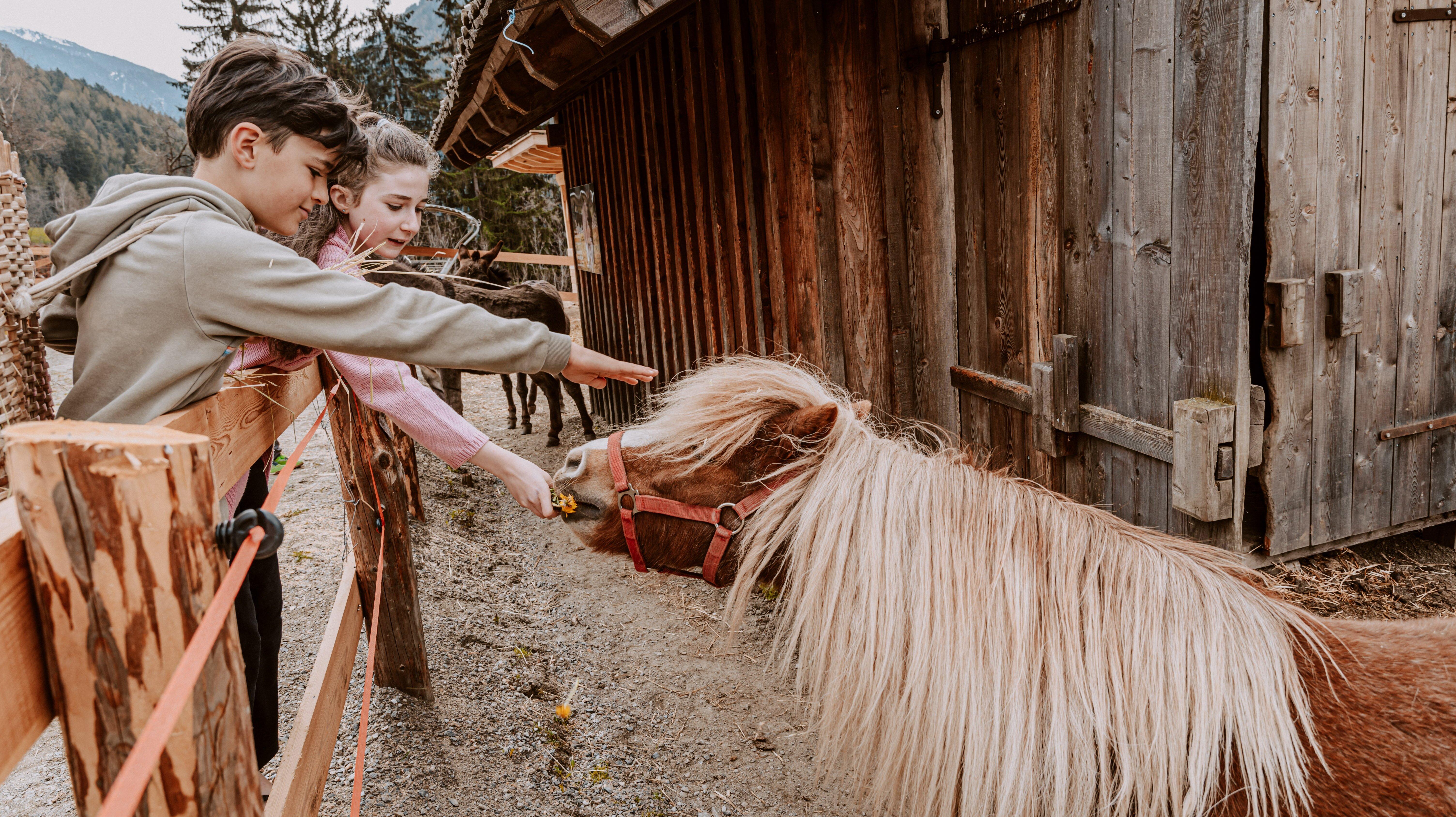 Mama Ulli's Family Ranch