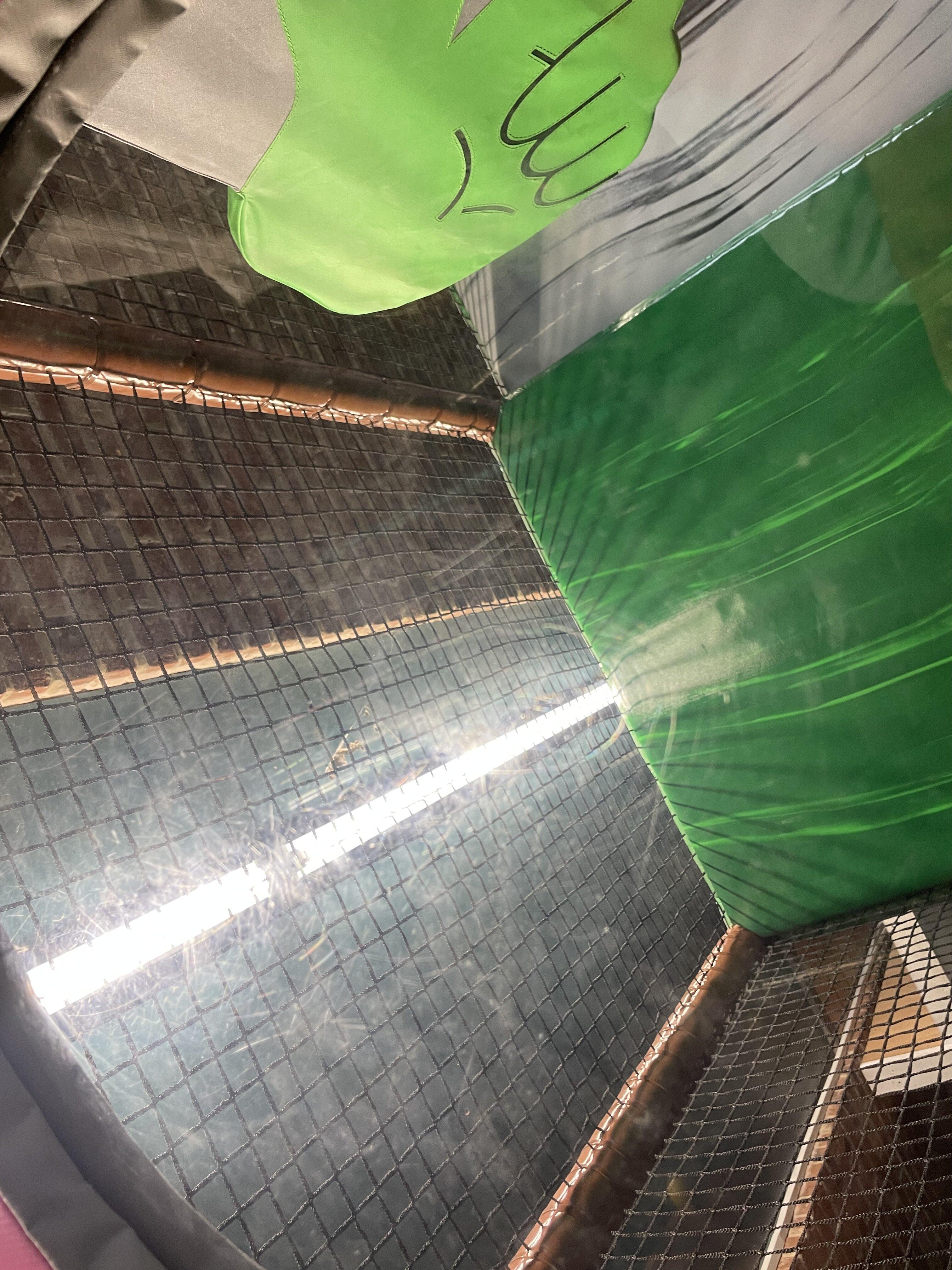 Jungle Mania, Chichester