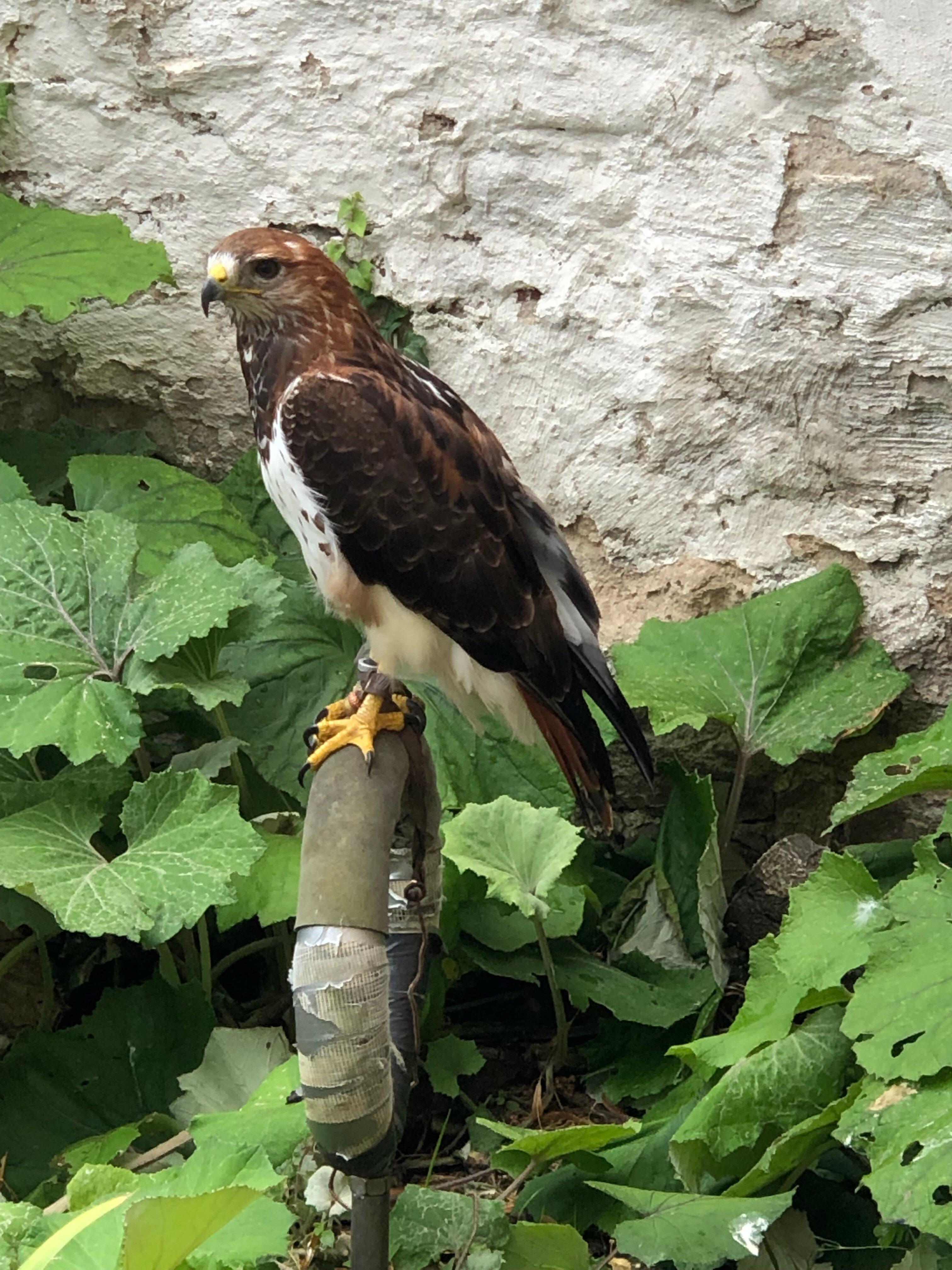 Das Falknereimuseum in Zons