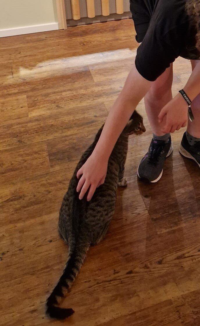 Katzentempel Hannover