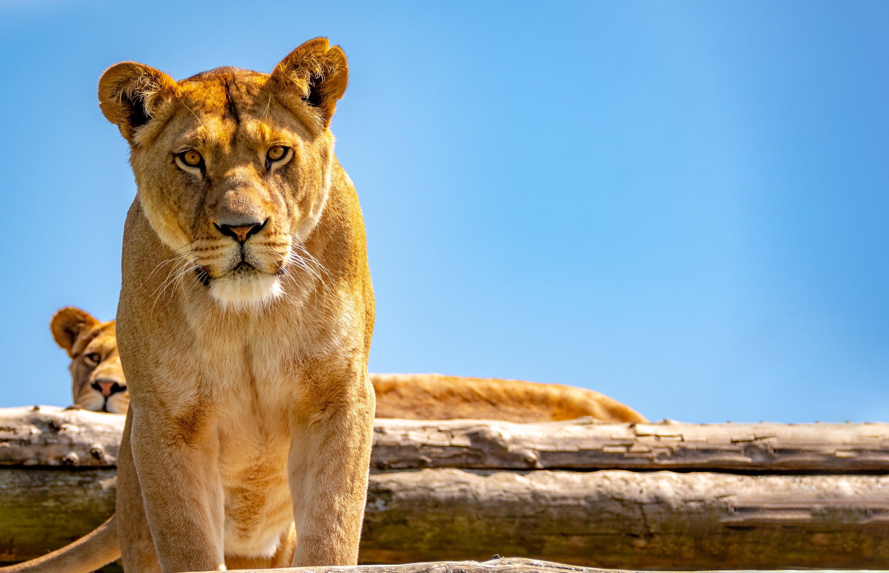 Blair Drummond Safari and Adventure Park