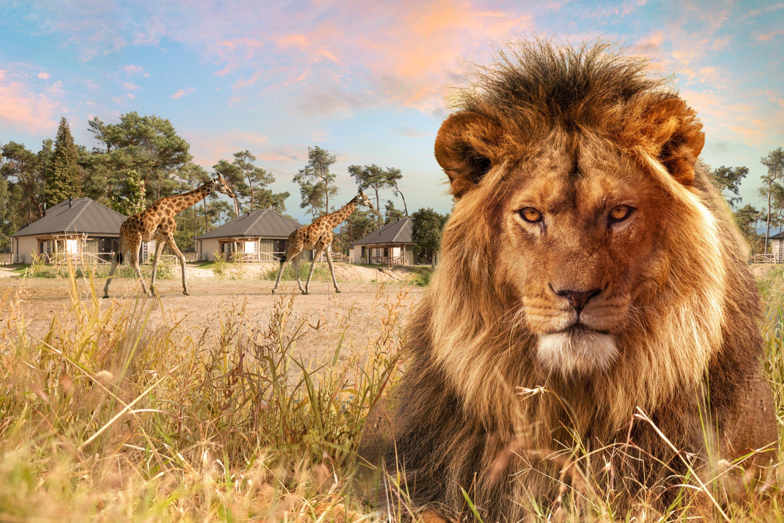 Moto Safariresort Safaripark Beekse Bergen