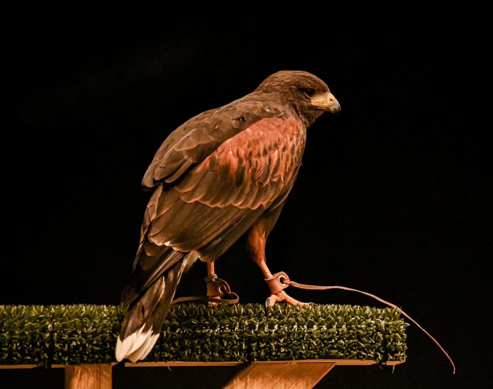 Cornish Birds of Prey CIC