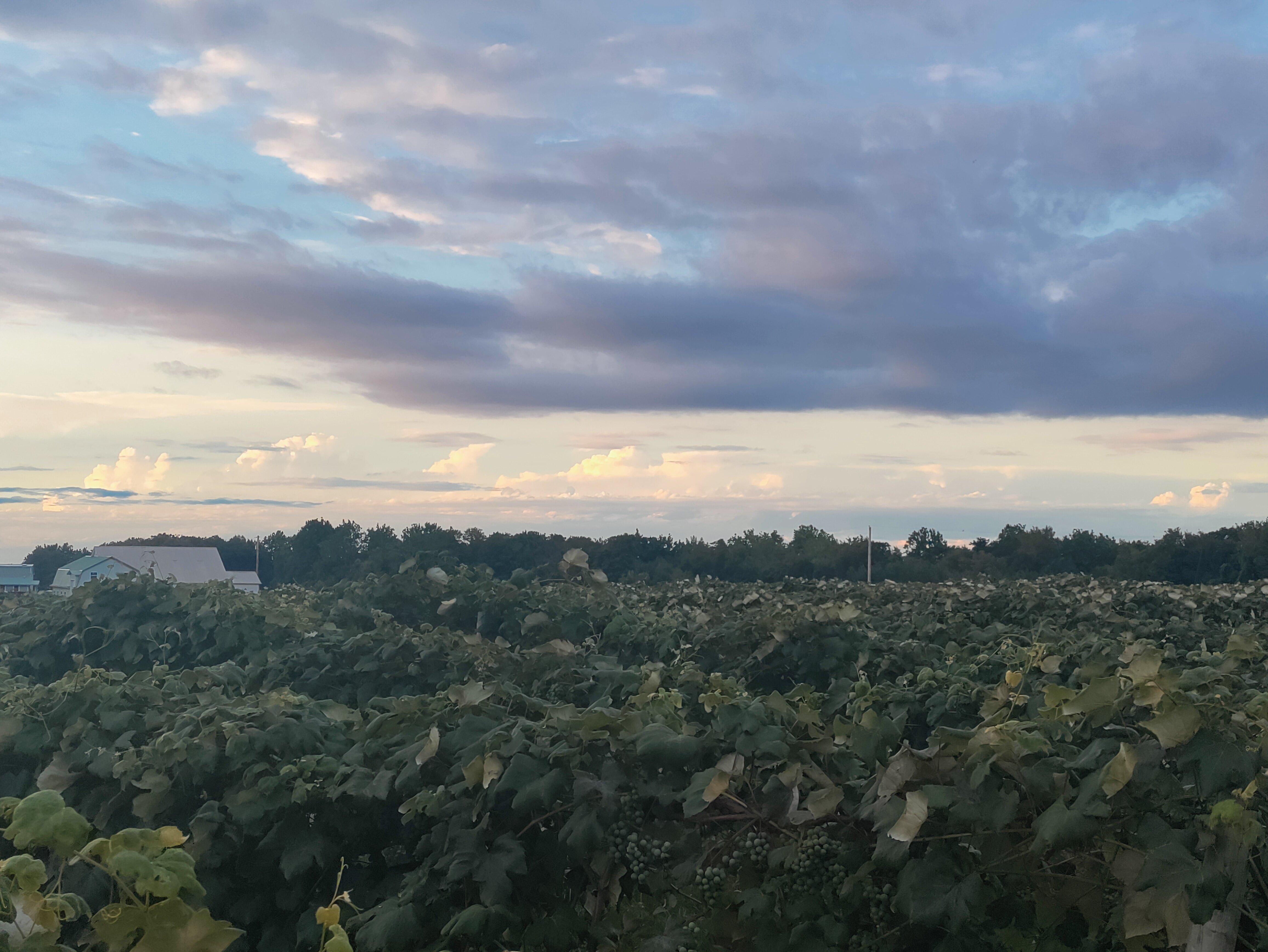 Contented Acres Bed & Breakfast