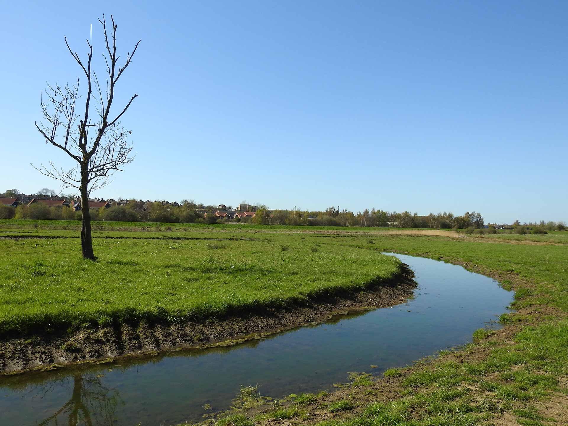 Kilnhurst Ings Nature Reserve