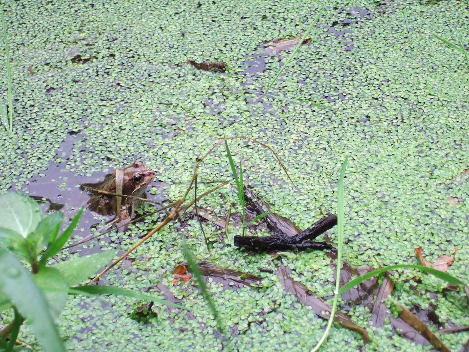 Sunnybank Nature Reserve