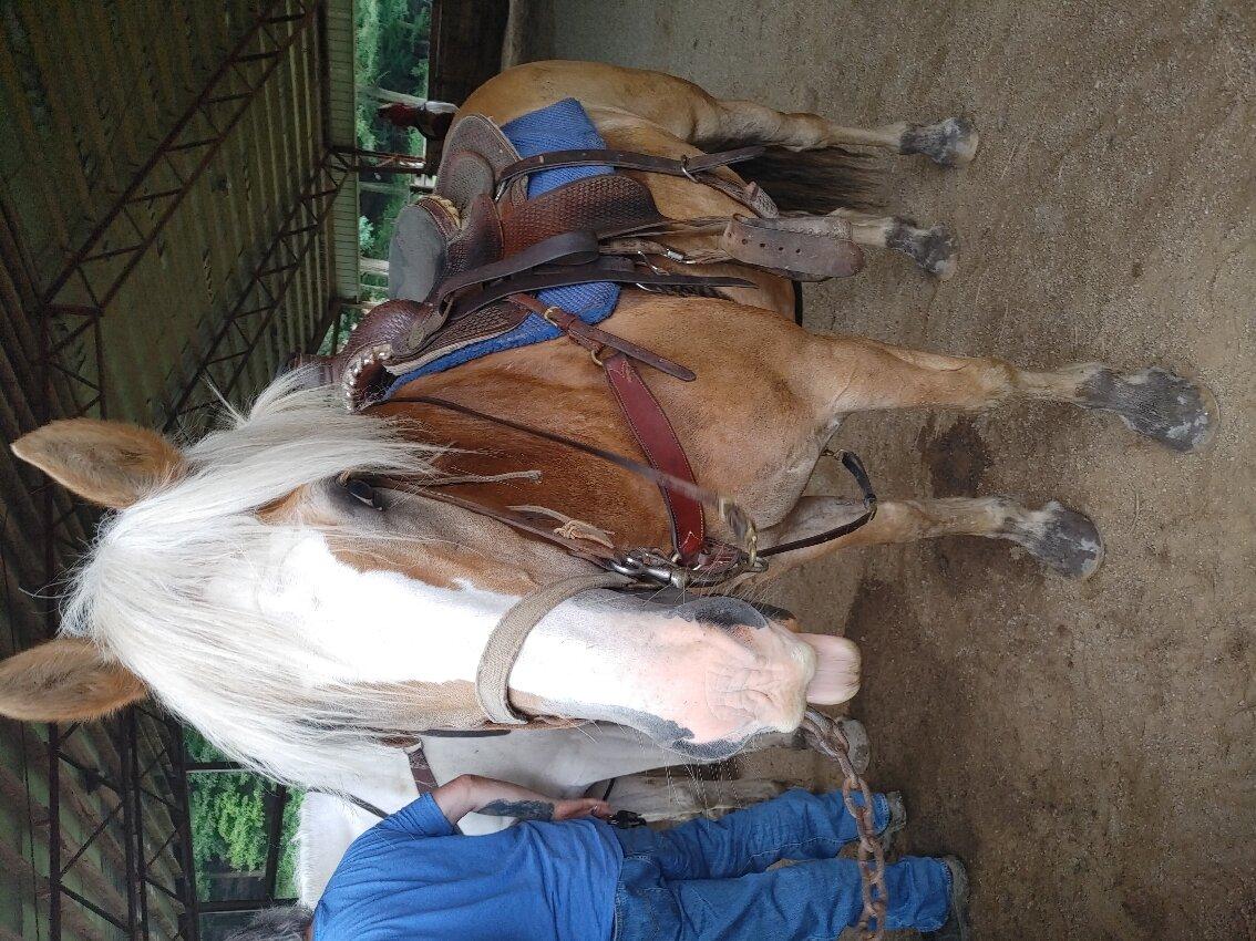 Equestrian Valley Farm