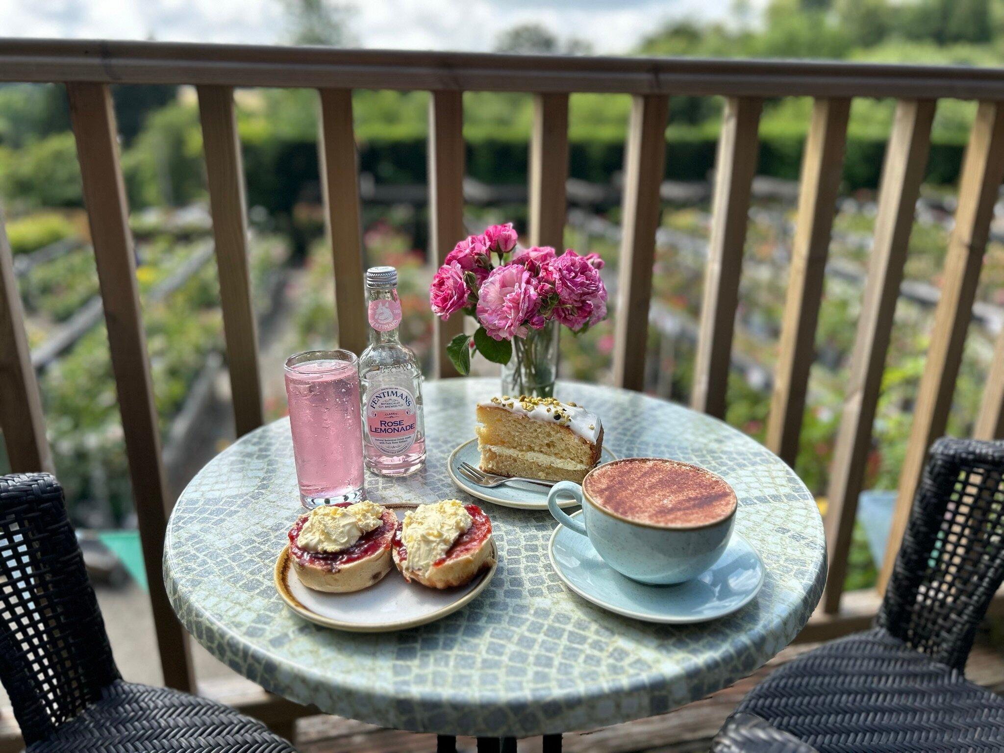 Hybrid Tea Room Wych Cross Nurseries