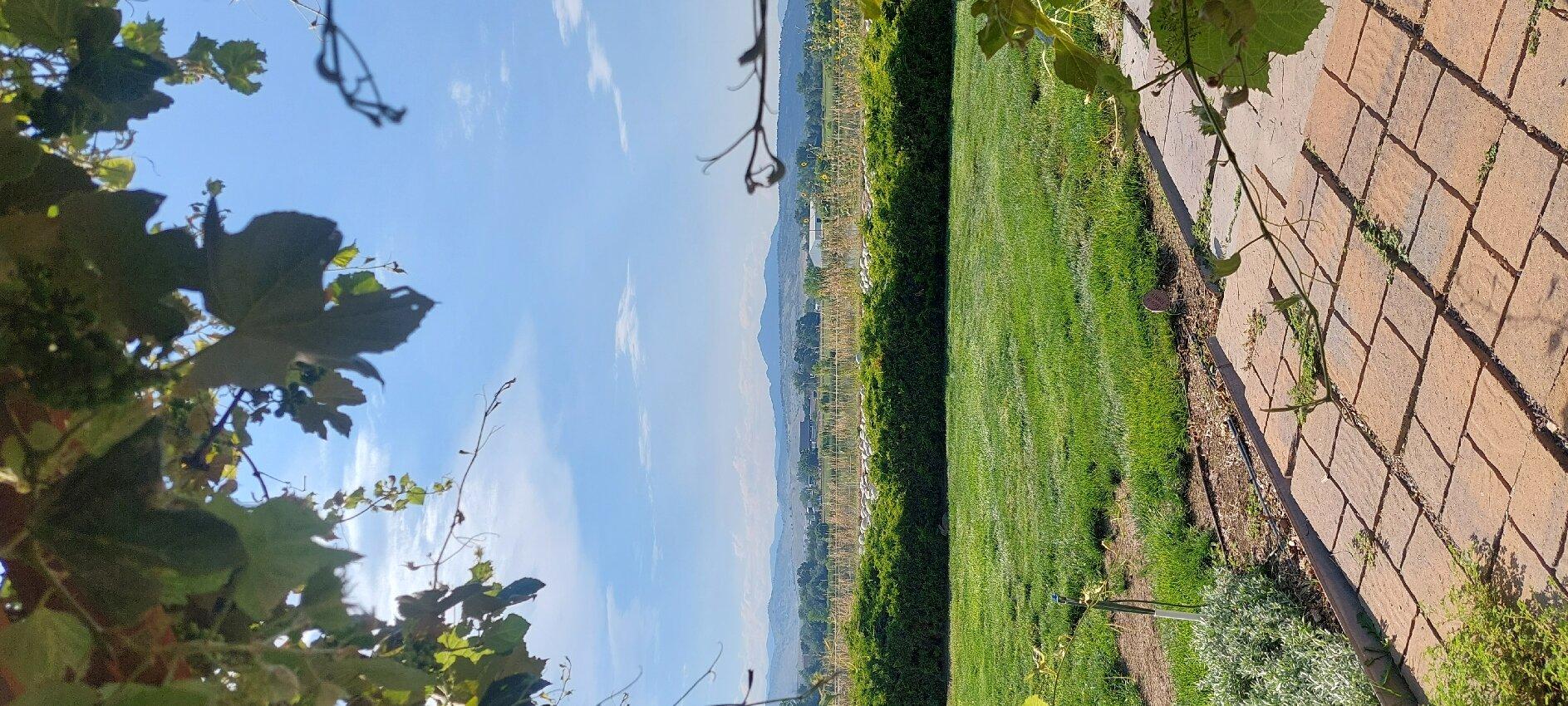 Blue Mountain Vineyards