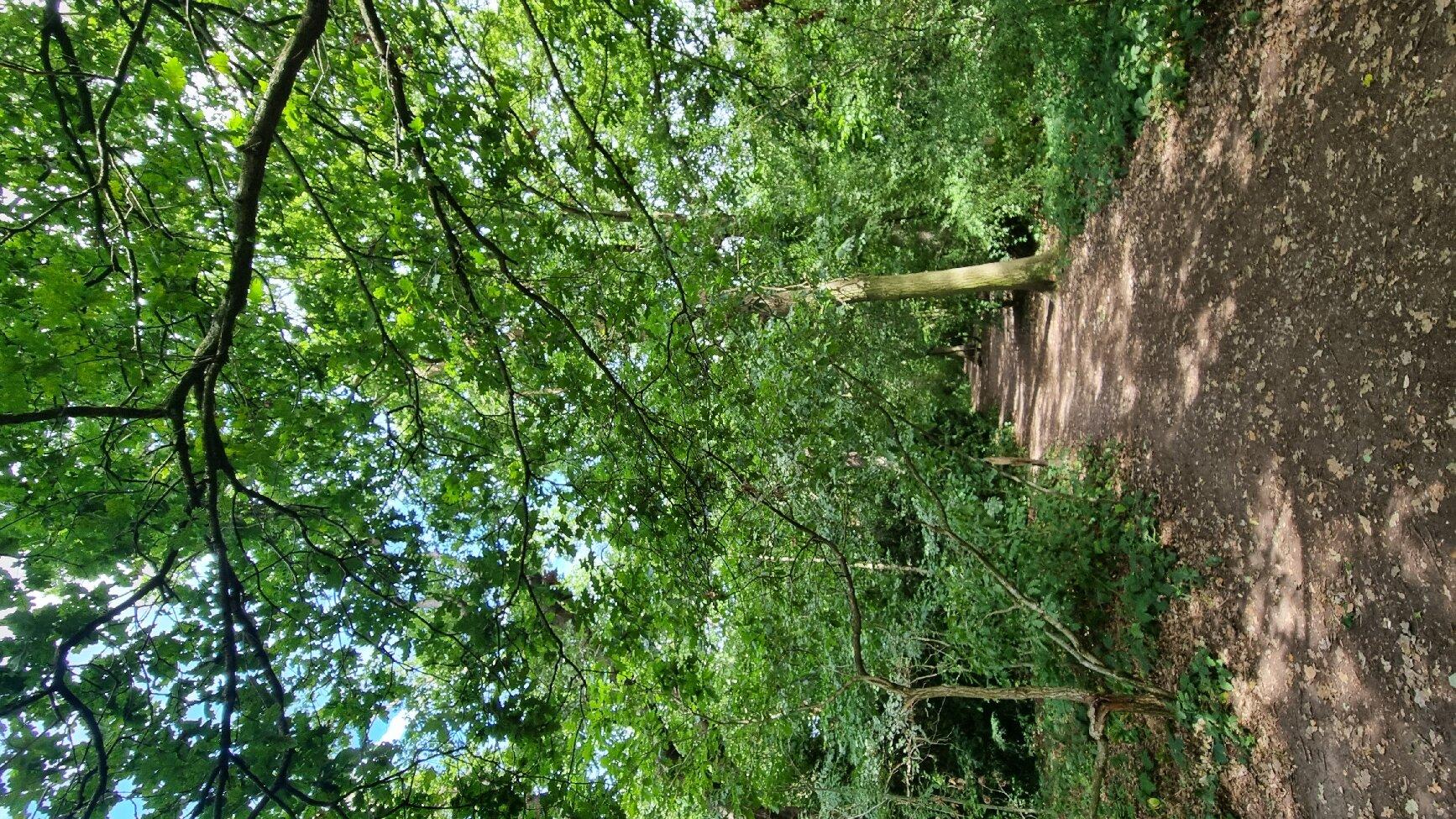 Petts Wood And Hawkwood