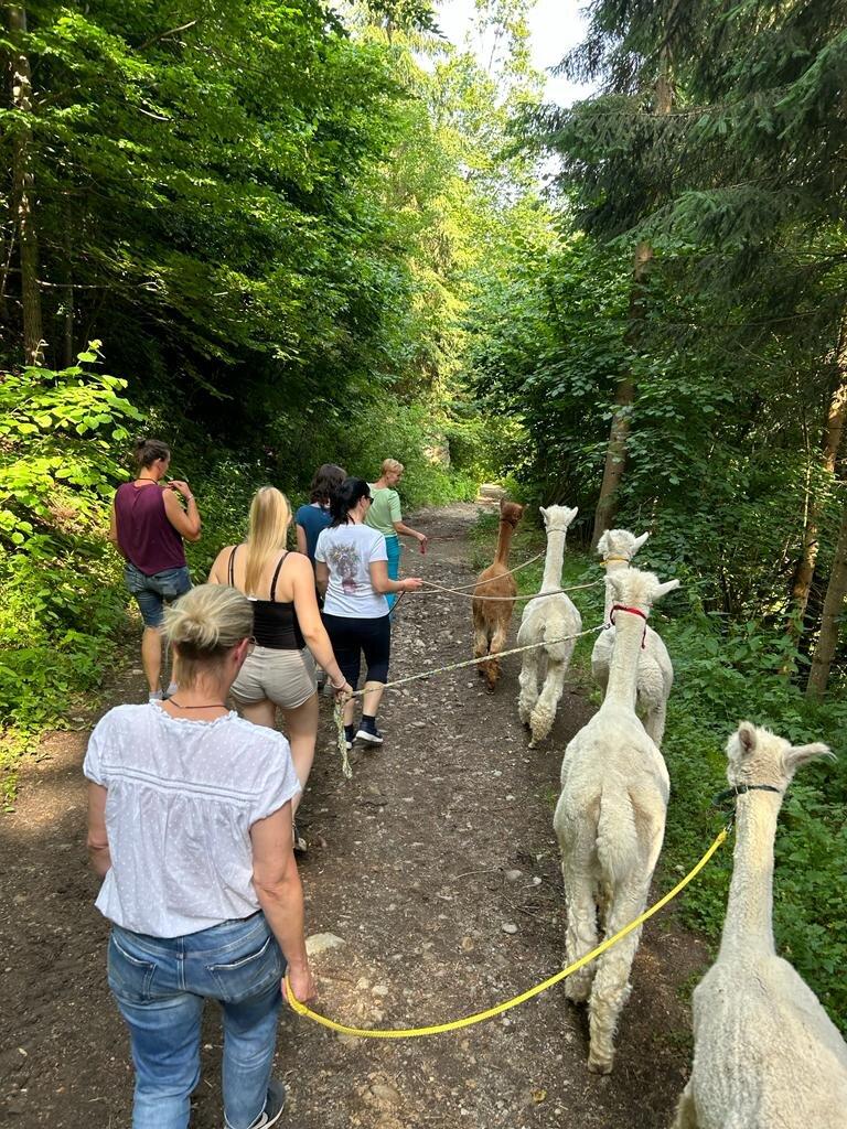 Hallegger Schloss Alpakas