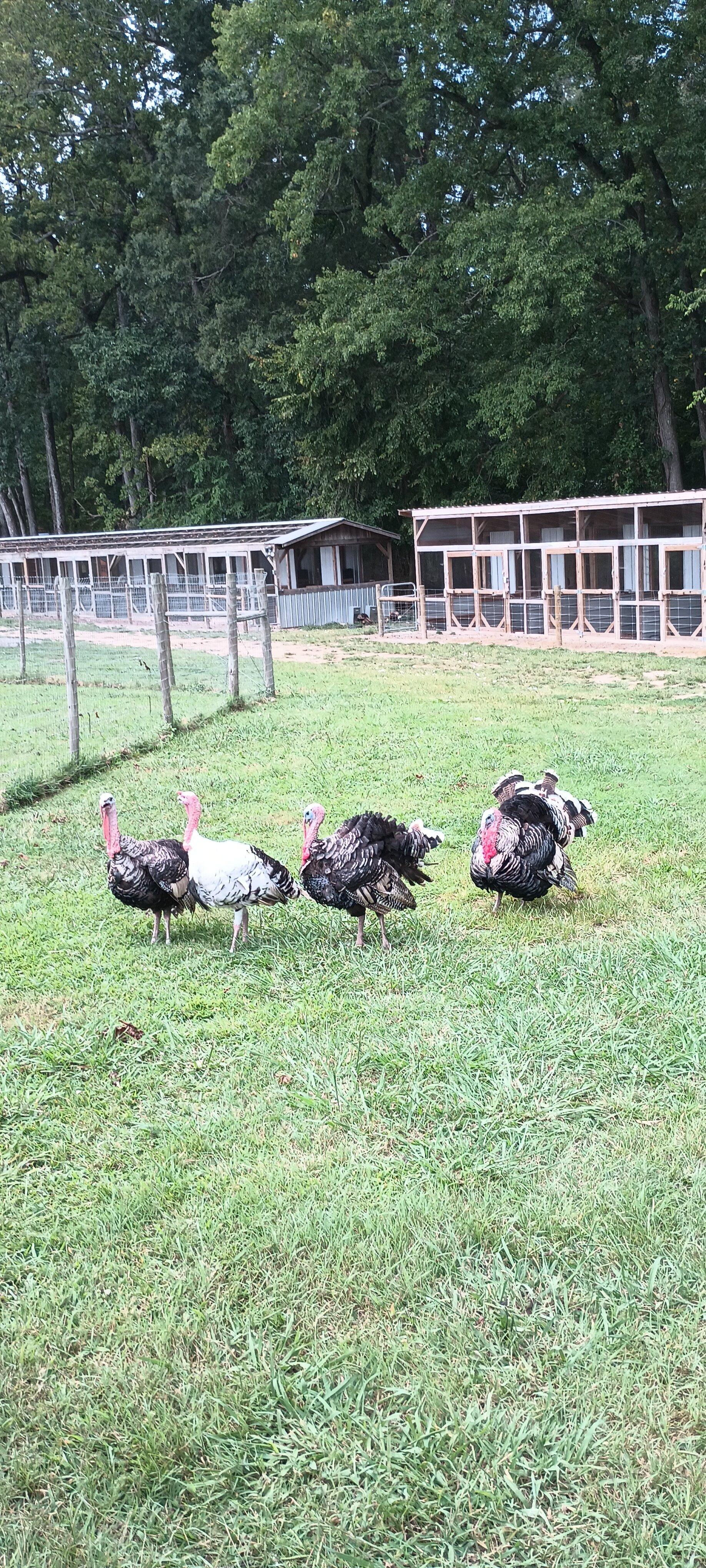 Liberty Acres Animal Haven & Equine Rescue