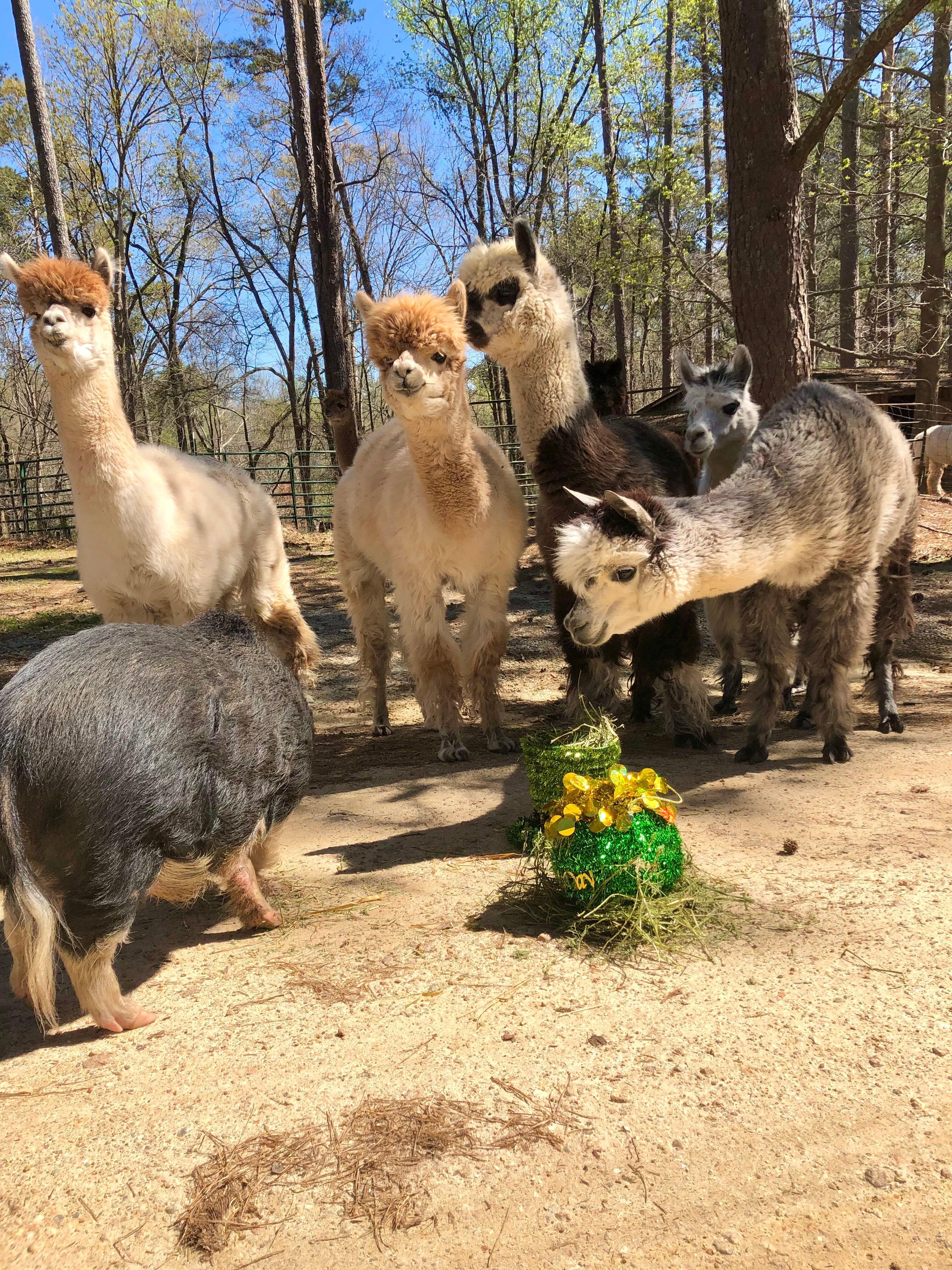 Creekwater Alpaca Farm