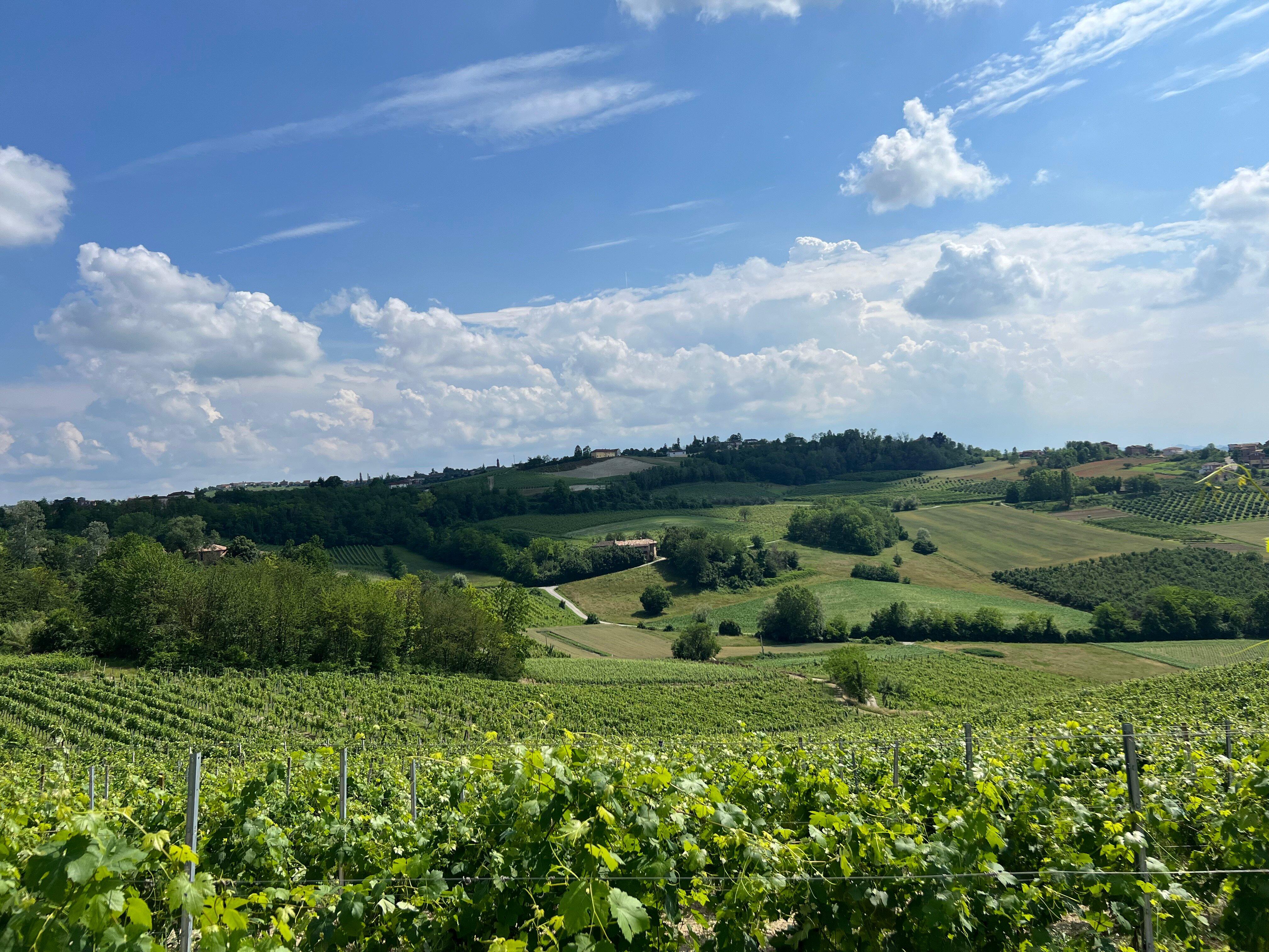 Azienda Agricola Vitivinicola Bianco