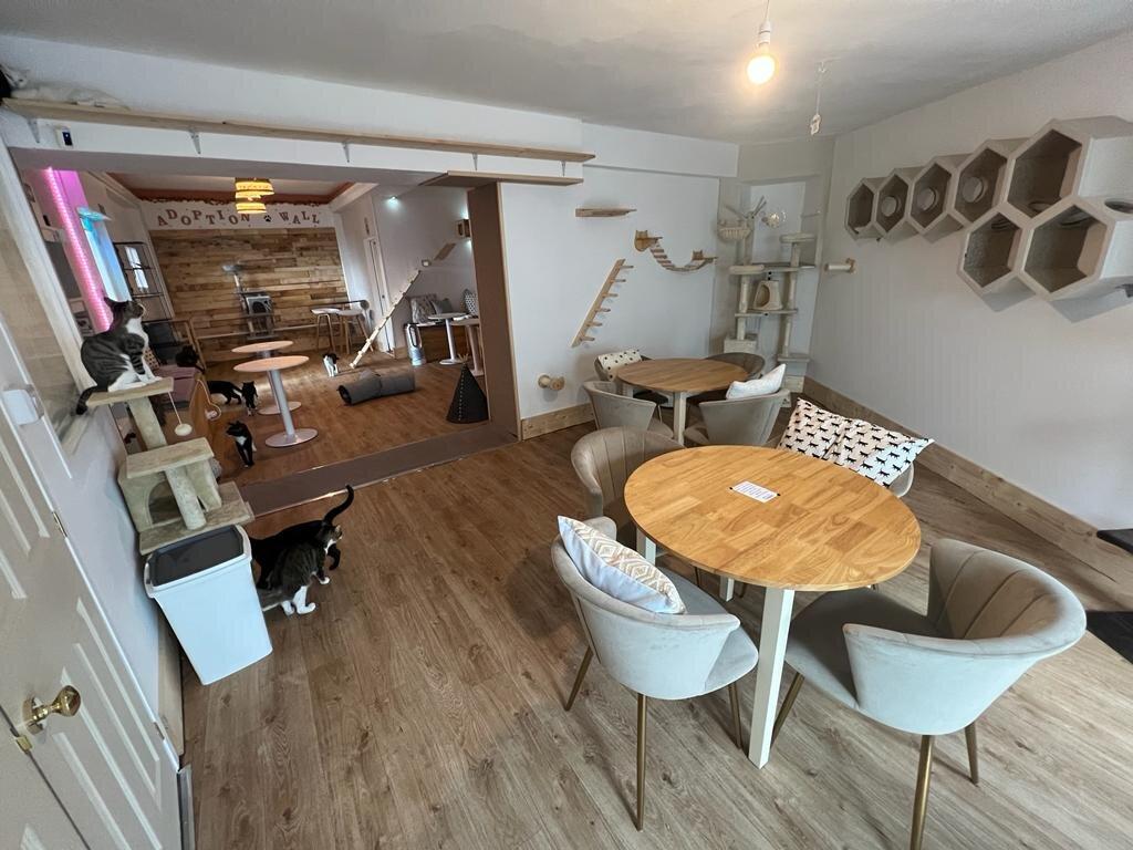 Kiko’s Cat Cafe Rye