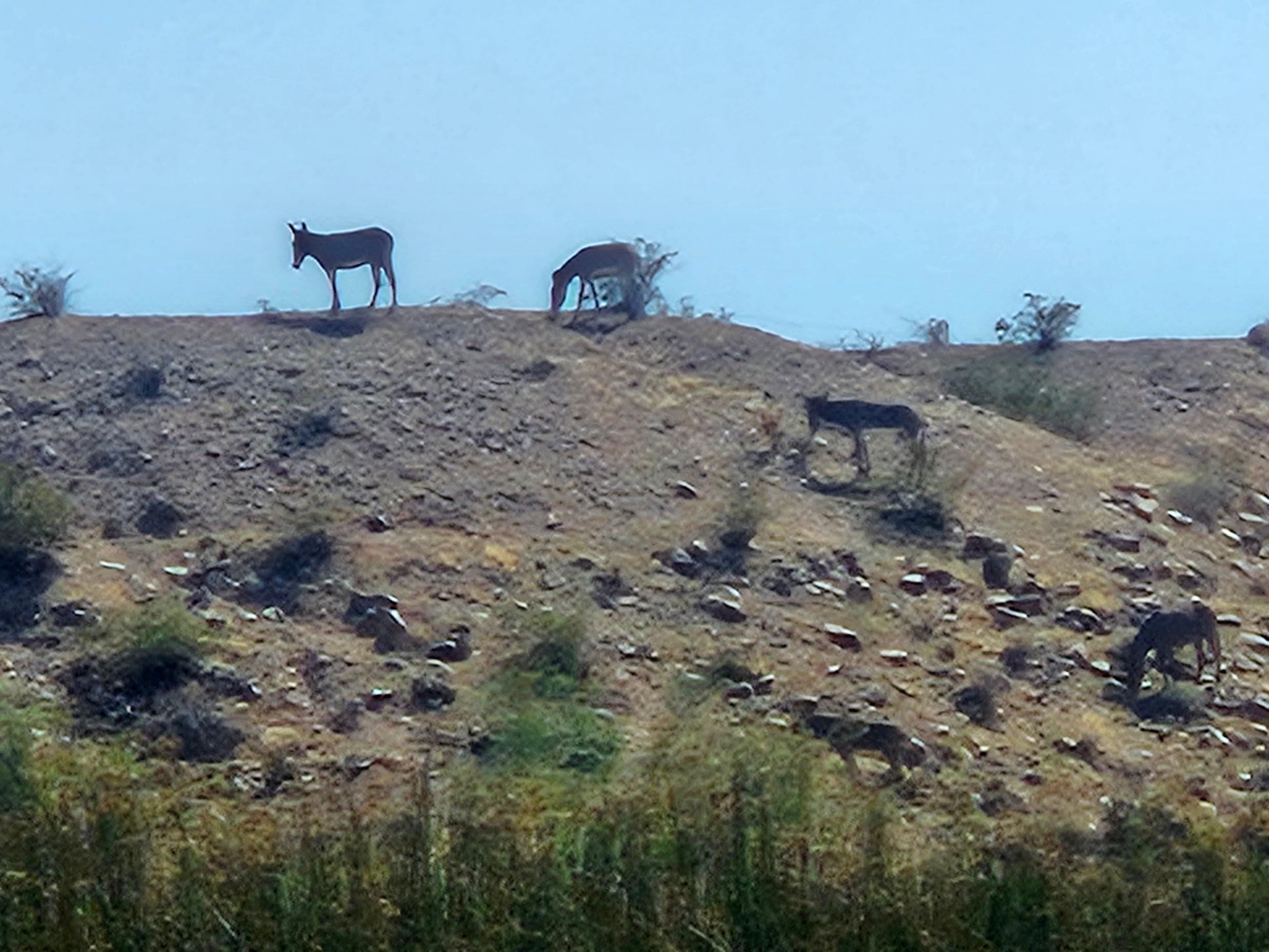 Western Arizona Canoe & Kayak Outfitters