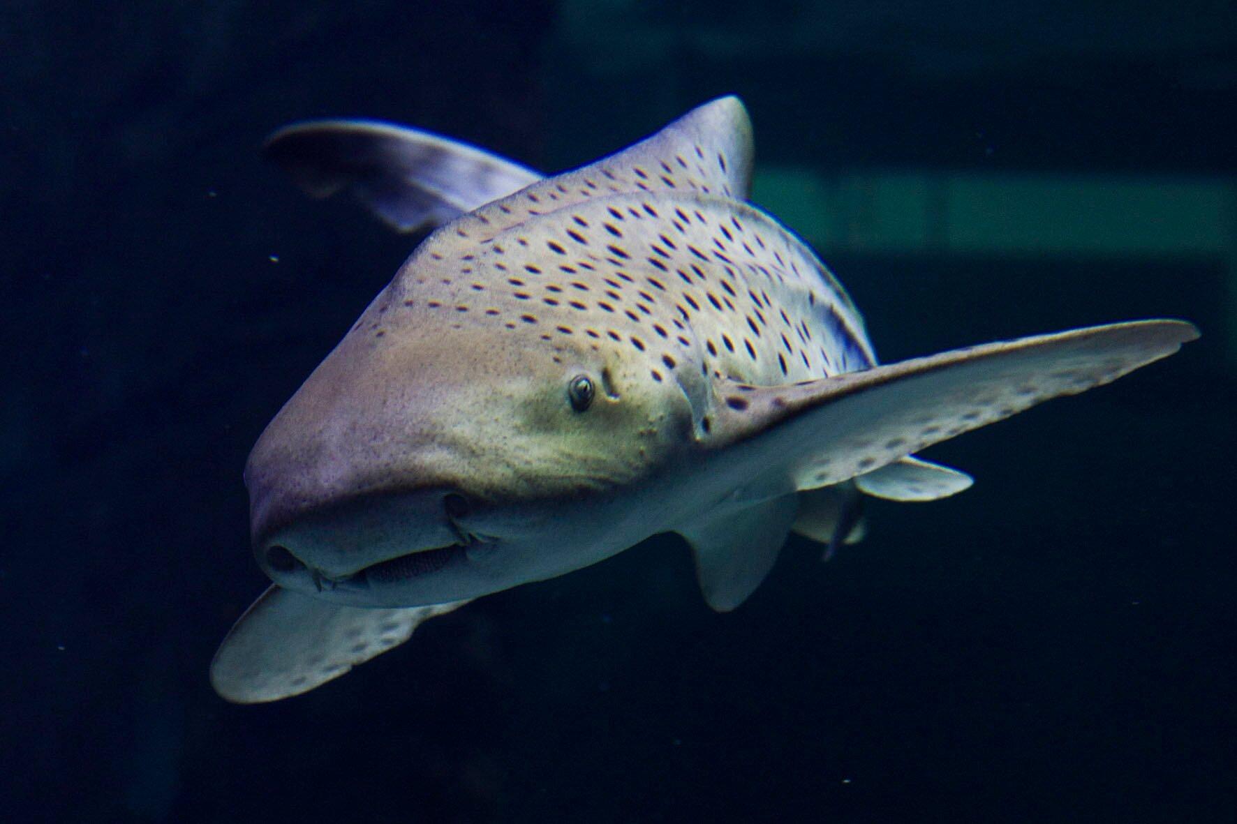 Seaquarium Institut Marin