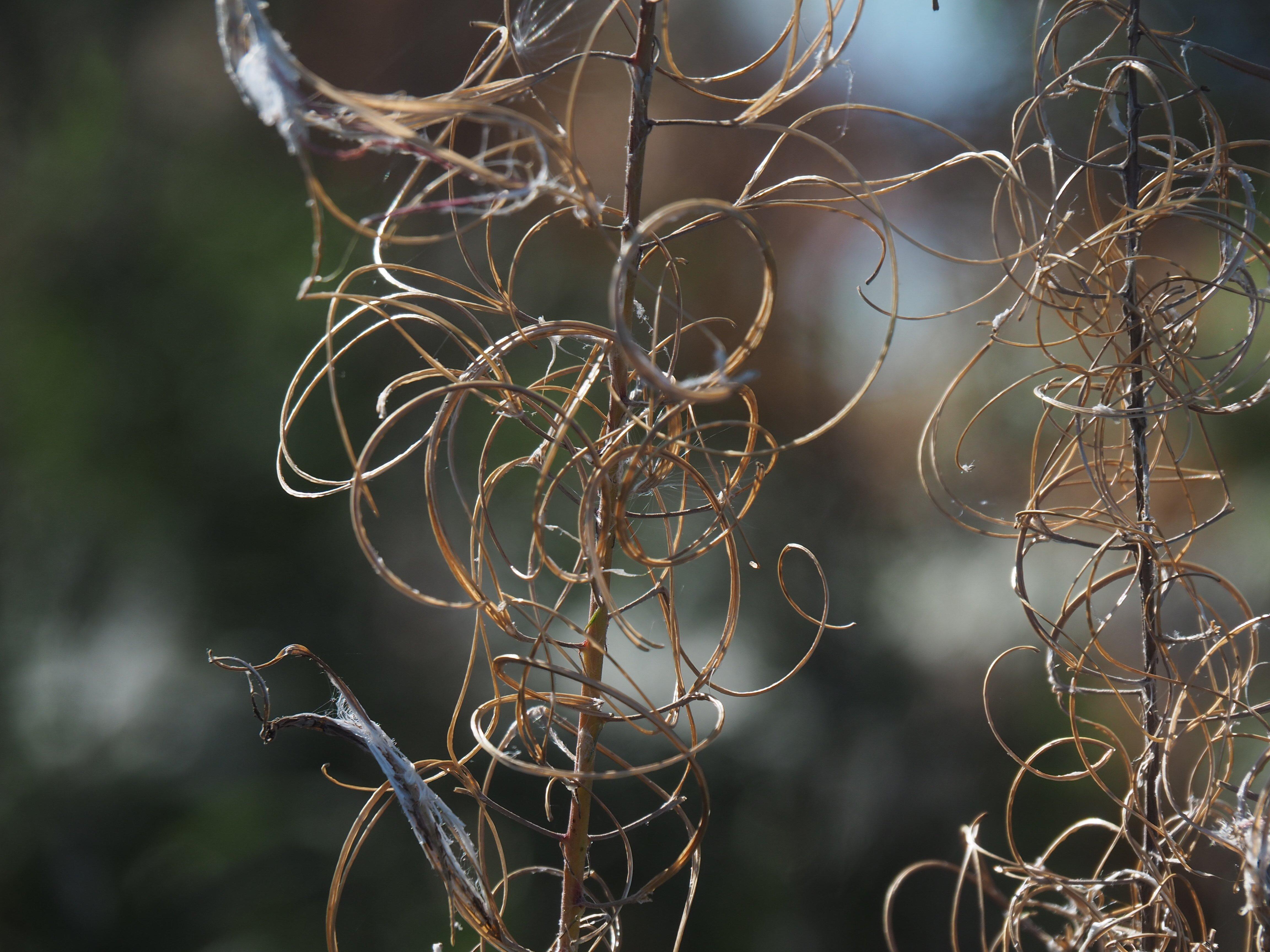 Les Sentiers de la Photo