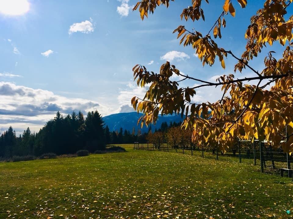 Mountain View Organic Orchard